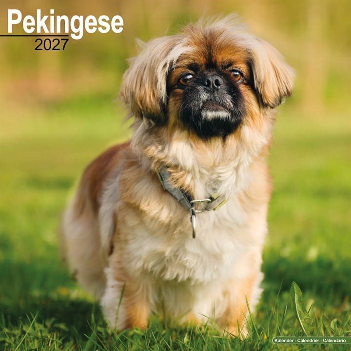 Pekingese Avonside Publishing - Image 7