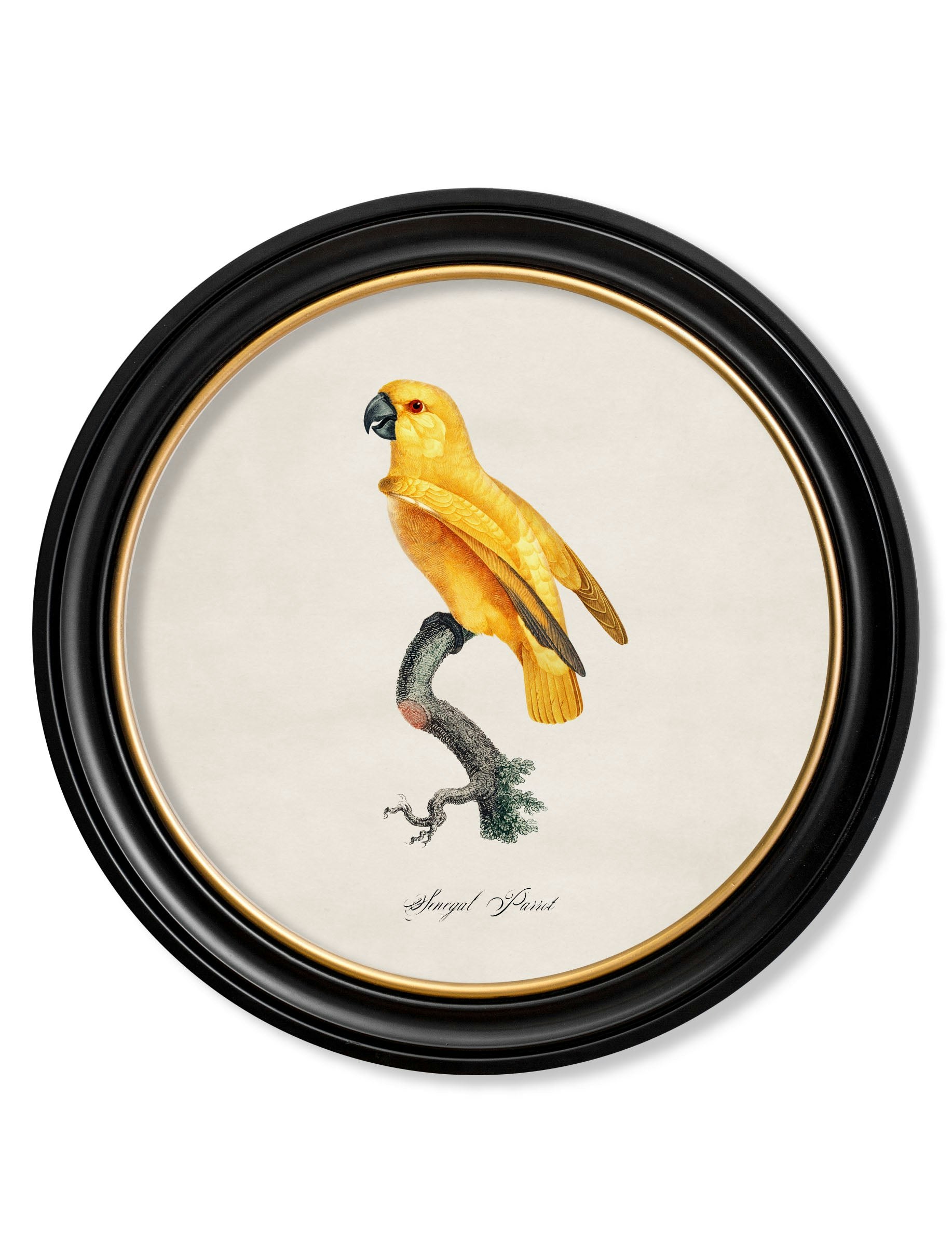 Rackhams Black C.1800's Collection Of Parrots In Round Frames 2 - 70 X 70Cm - Senegal Parrot