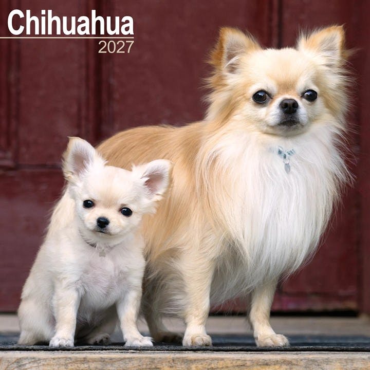 Chihuahua Wall /AVONSI by AVONSIDE PUBLISHING (Calendar) - Image 7