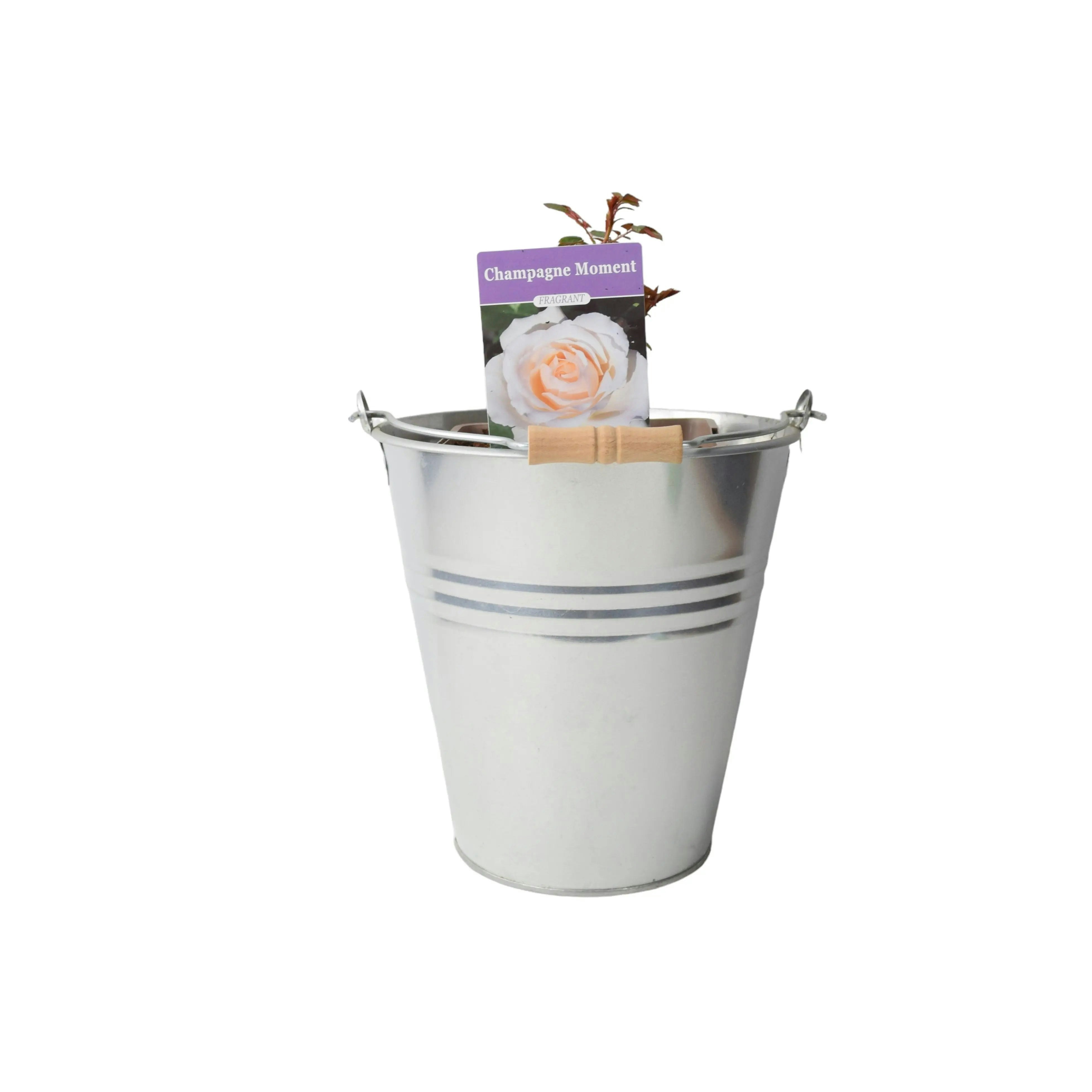 Plants By Post Cream/Green Champagne Moment Rose 5.5L Pot - Fragrant Patio Rose Bush For Small Gardens - Metal Zinc Pail