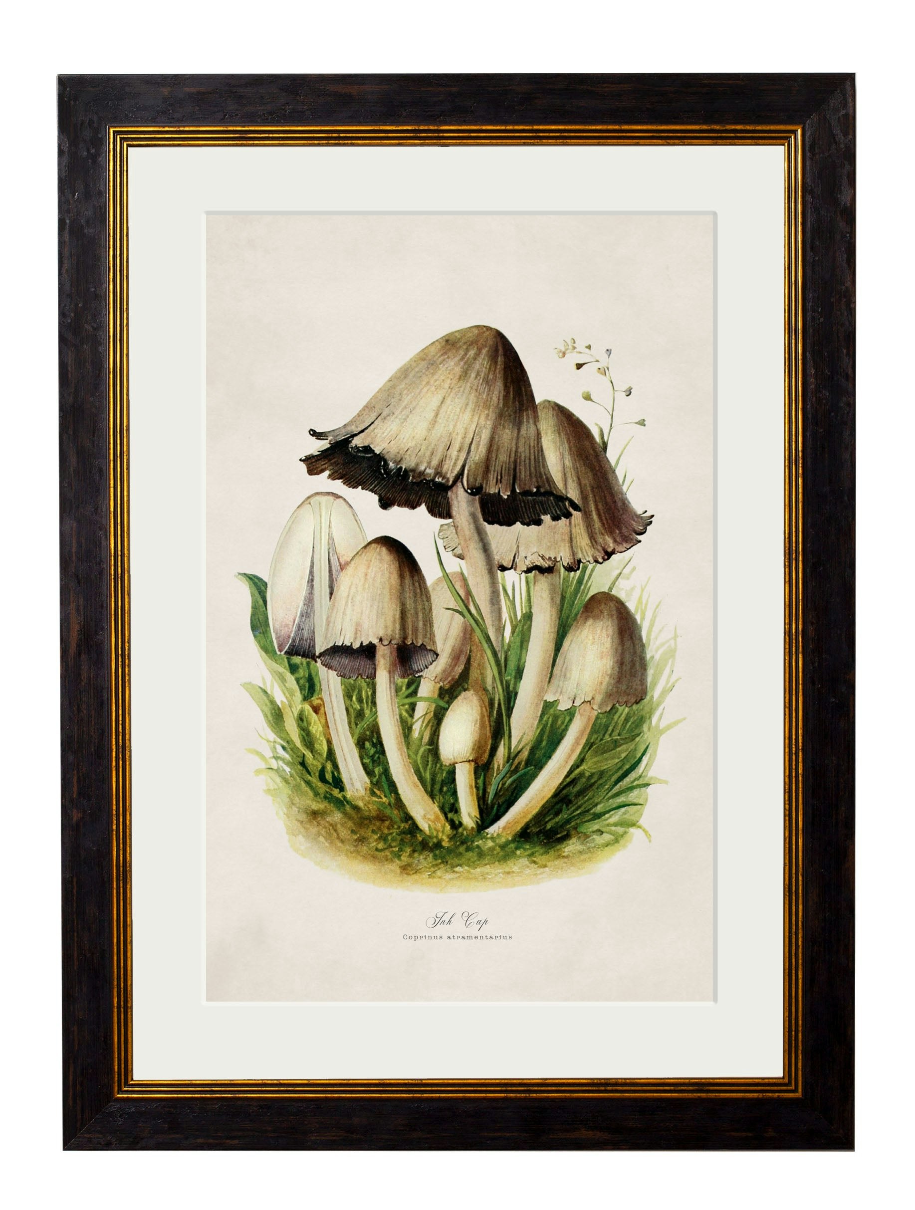 Rackhams Black C.1913 Edible Mushrooms - 50 X 70Cm - Ink Cap