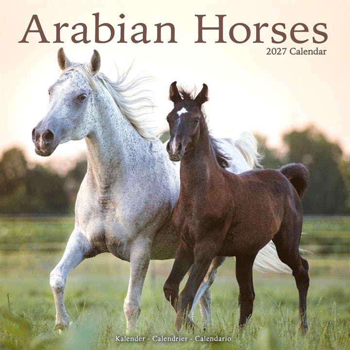 Arabian Horses Avonside Publishing - Image 6