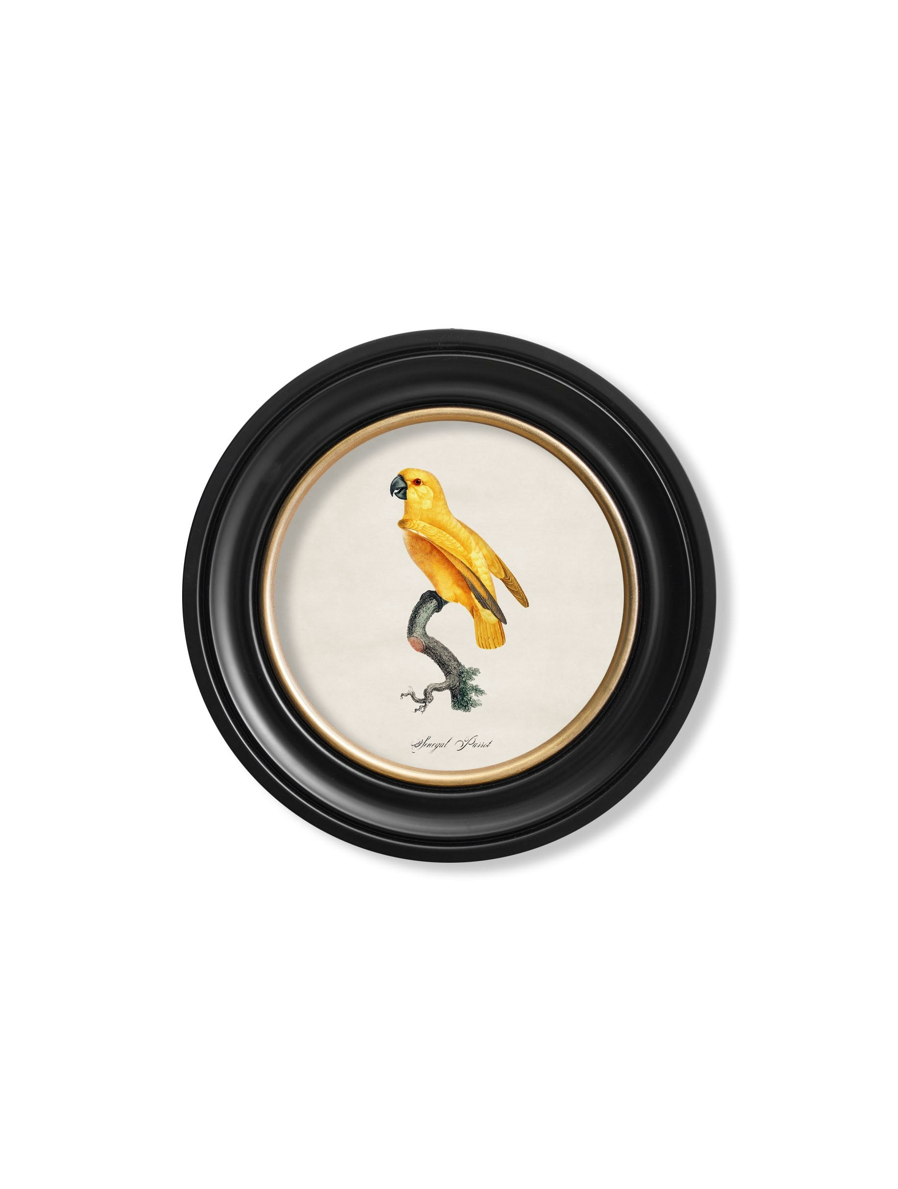 Rackhams Black C.1800's Collection Of Parrots In Round Frames 2 - 44 X 44Cm - Senegal Parrot