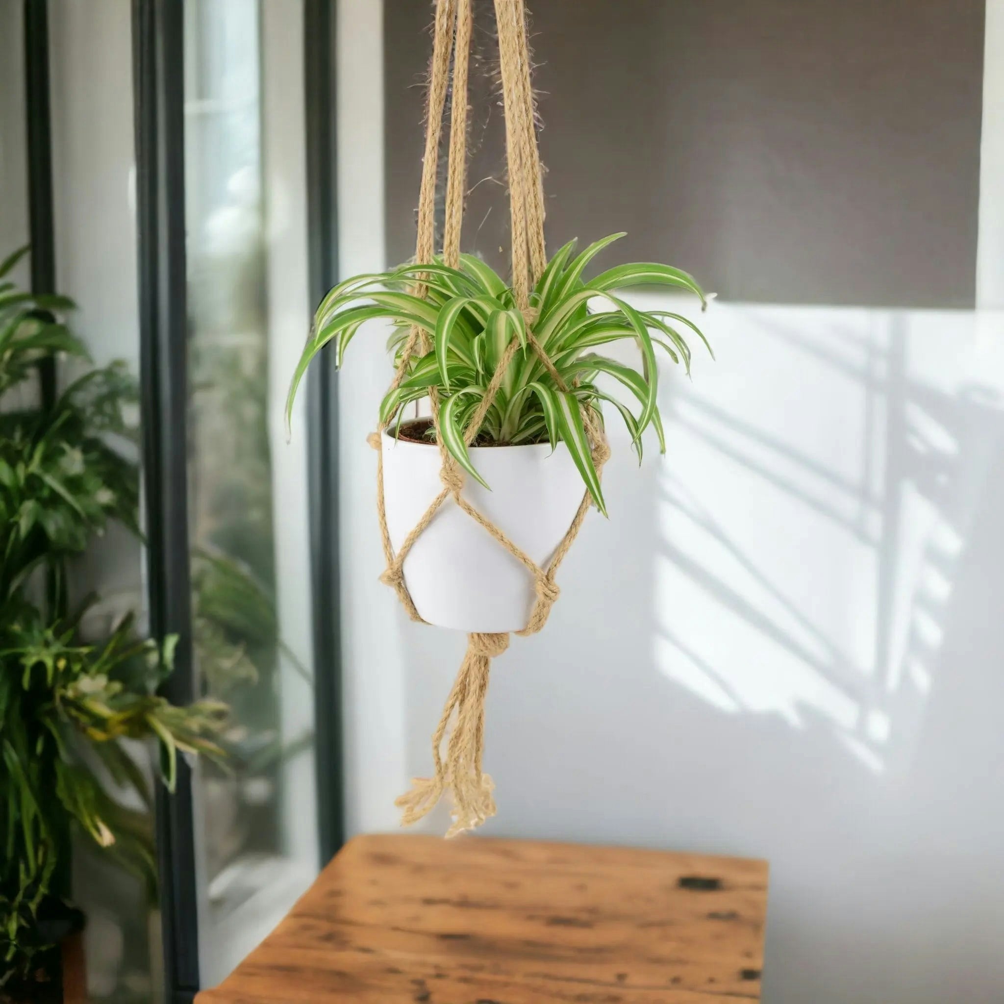 Plants By Post White Chlorophytum Spider Plant 12Cm - Air Purifying Hanging Basket Plant - Hanging Ceramic Macrame