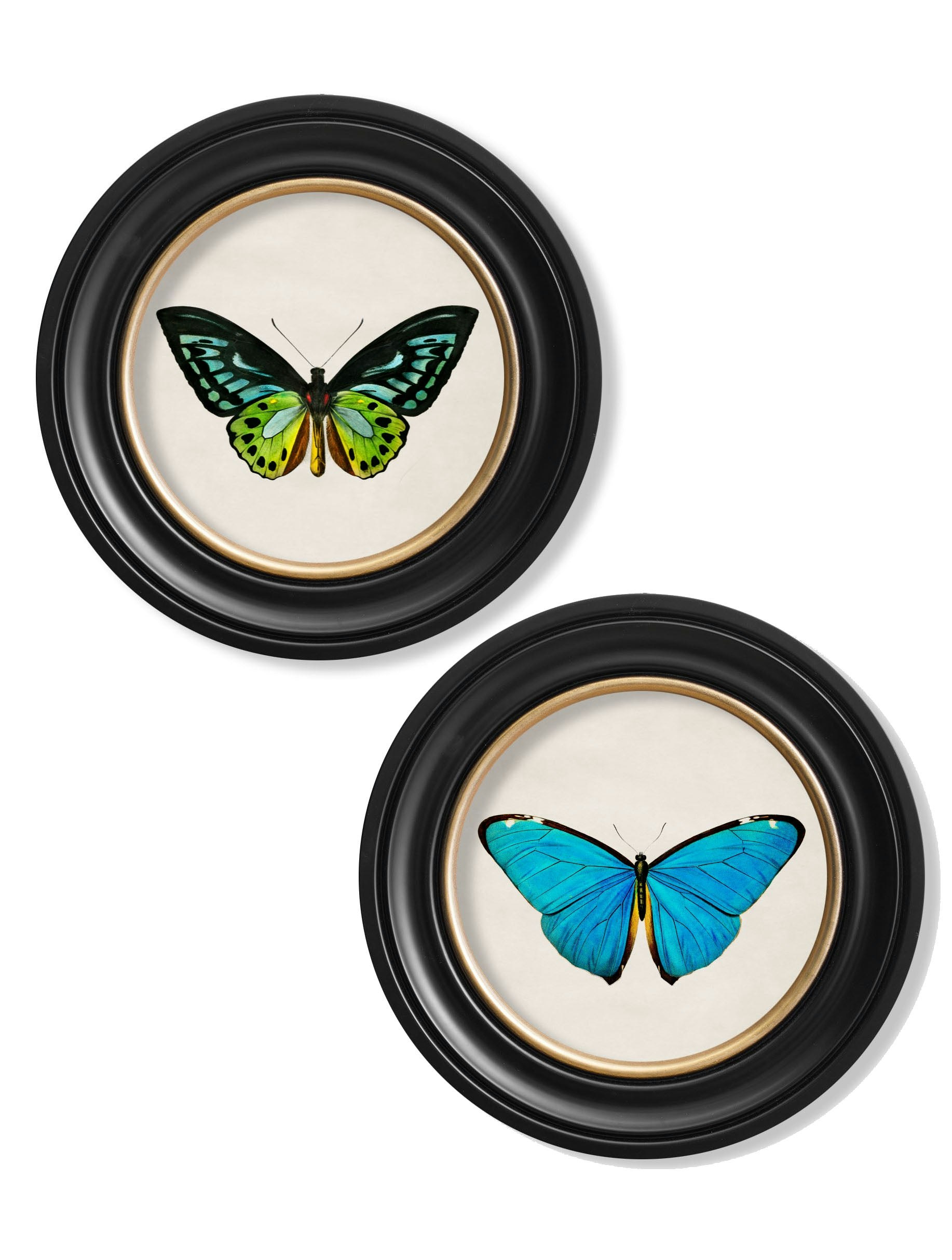 Rackhams Black C.1836 Tropical Butterflies - Round Frames - 44 X 44Cm - Collection Of 2