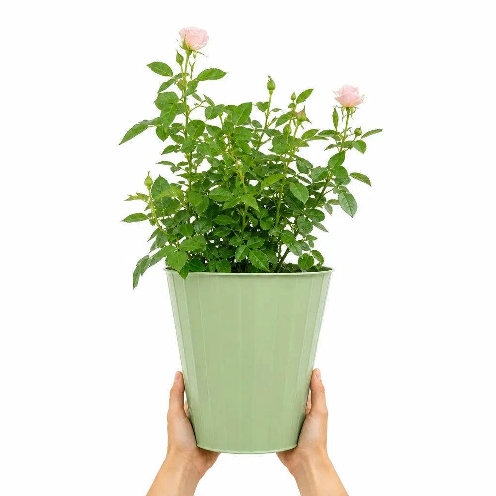 Plants By Post 3L Happy Silver Wedding Light Pink Rose Bush A - Happy-Silver-Wedding-3L-Rose - Image 2