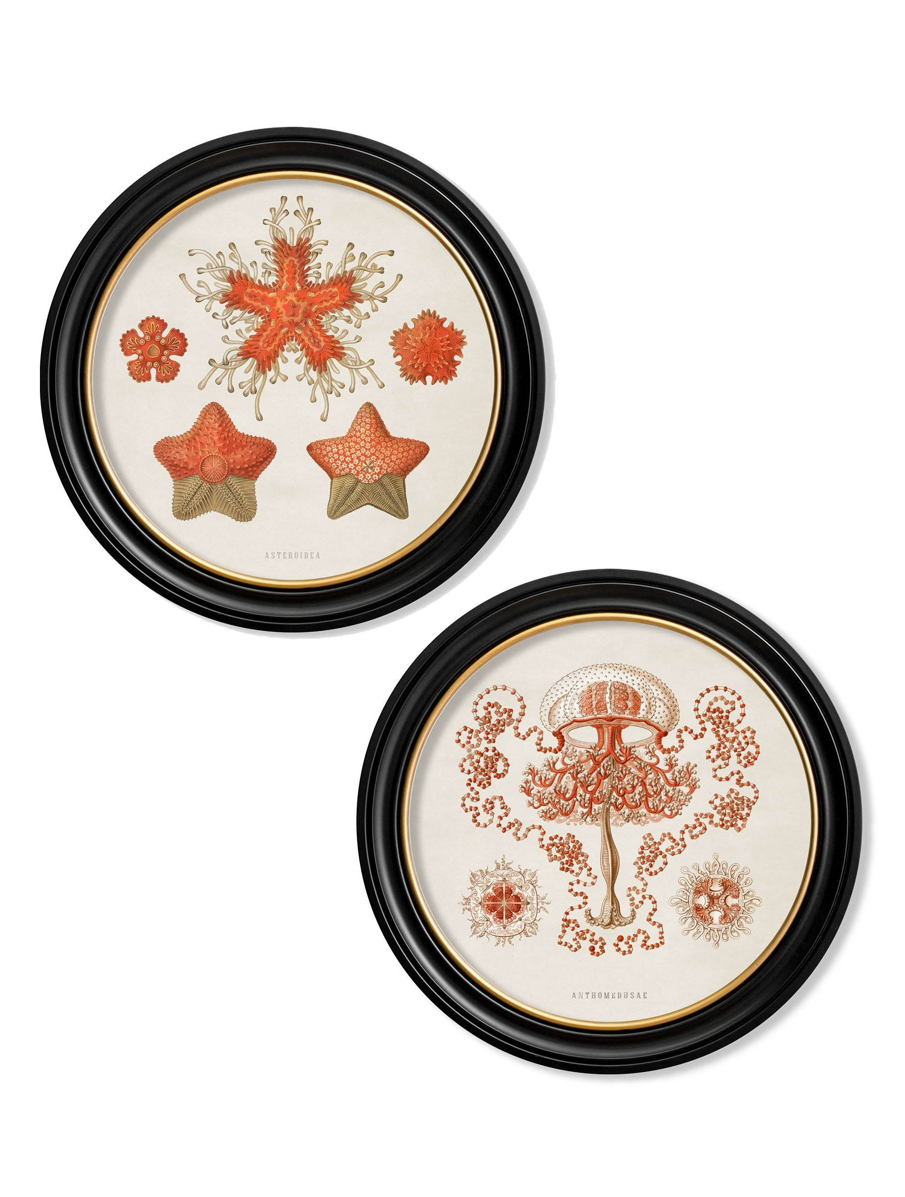 Rackhams Black C.1904 Haeckel Sealife - Round Frames - 70 X 70Cm - Collection Of 2