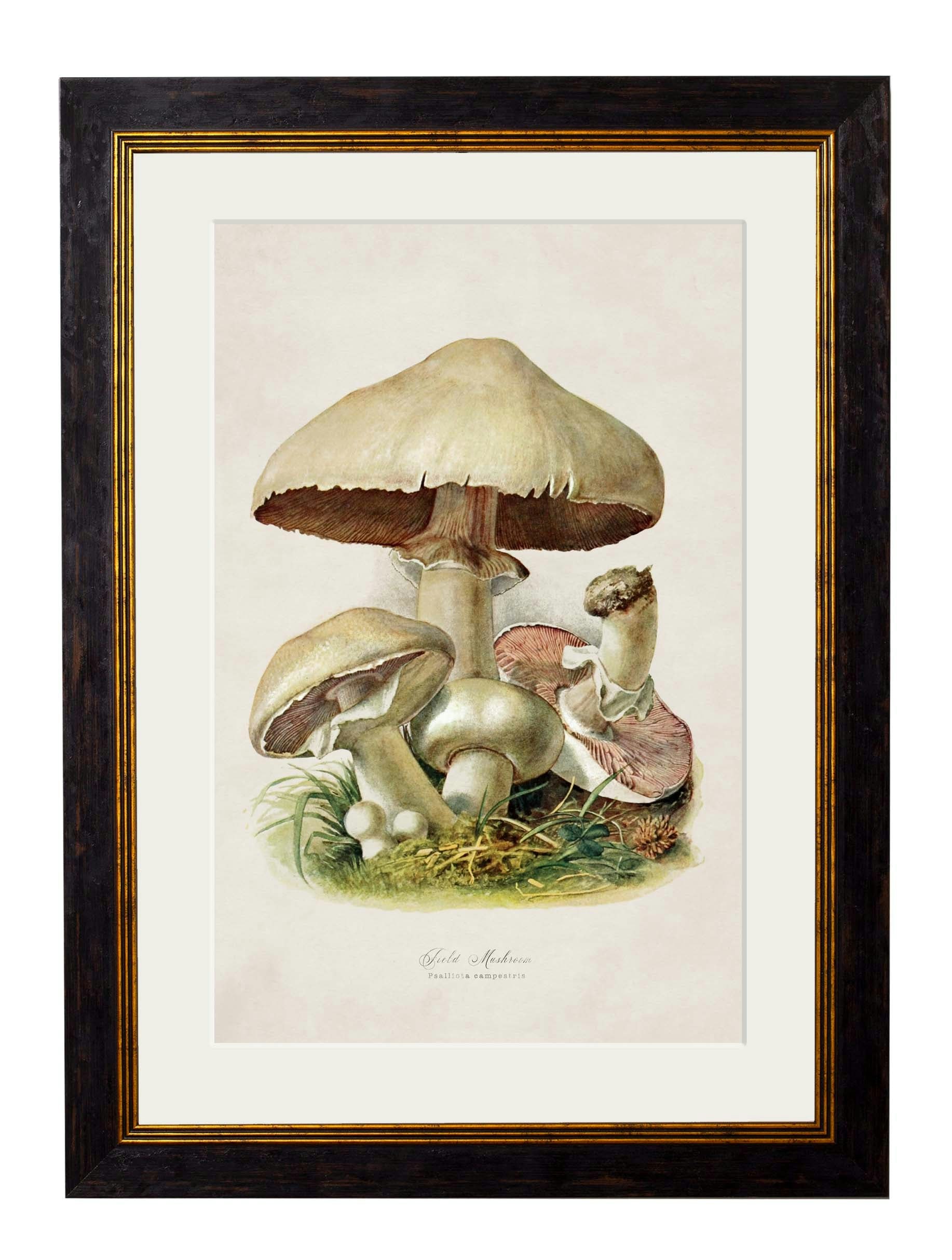 Rackhams Black C.1913 Edible Mushrooms - 50 X 70Cm - Field Mushroom