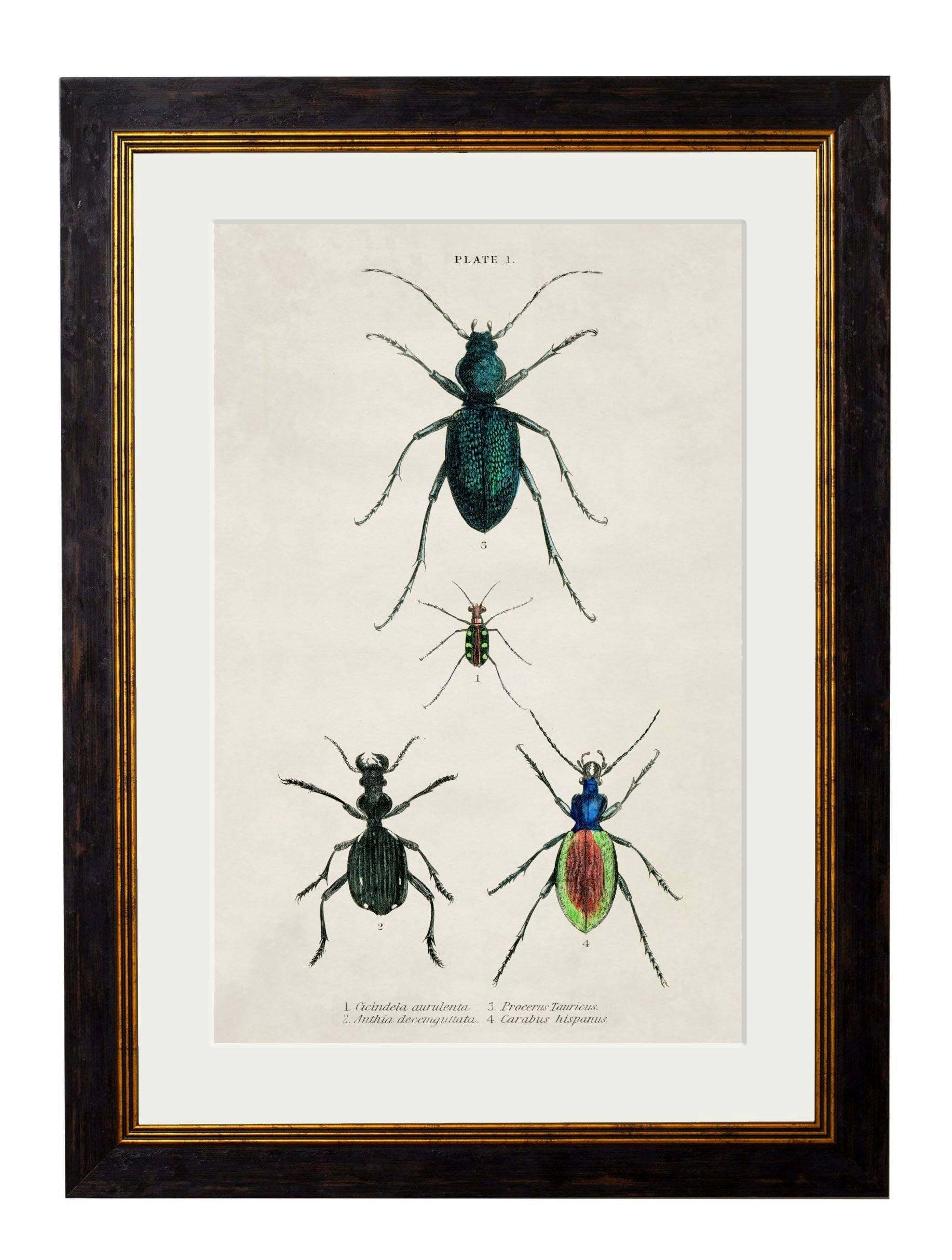 Rackhams Black C.1836 Studies Of Beetles - 50 X 70Cm - Plate 1