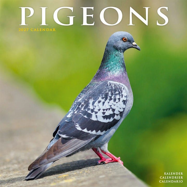 Pigeons Avonside Publishing - Image 7