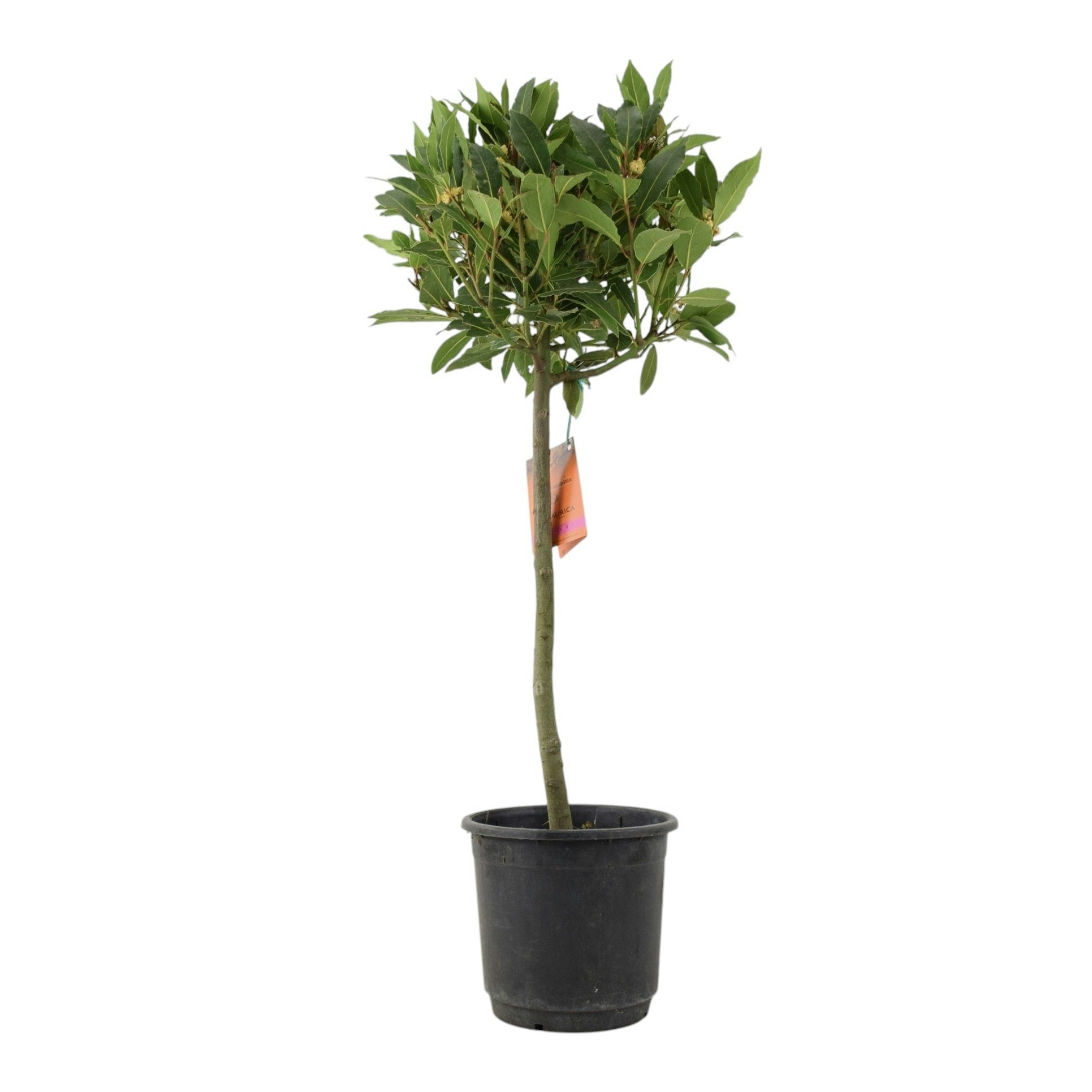 Plants By Post Dark/Green Bay Tree Standard – 90Cm Tall Hardy Ever Laurus Nobilis For Pots & Borders - No Container