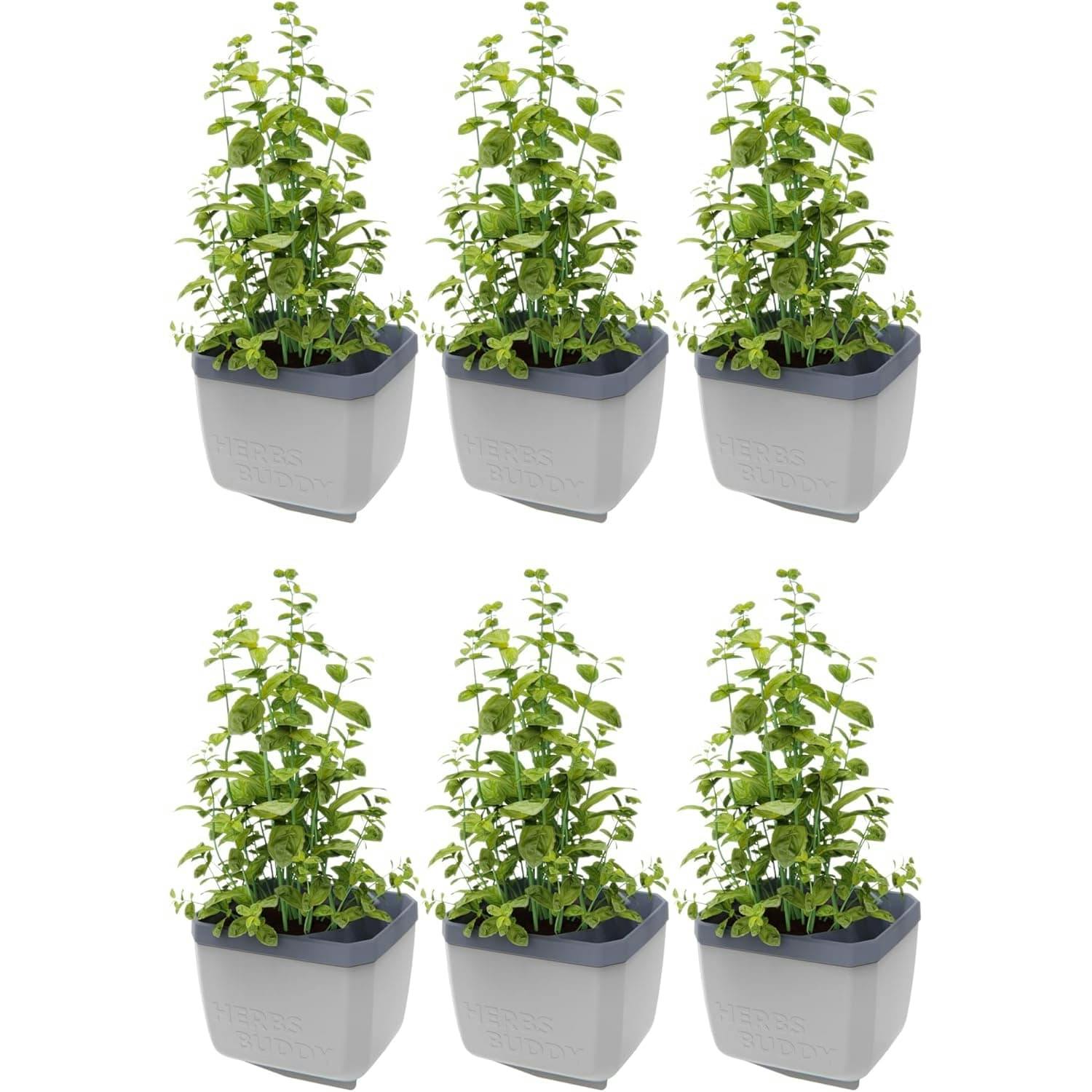 Rackhams Light/Grey Herbs Buddy Herb Pot With Water Reservoir - 6 Pcs