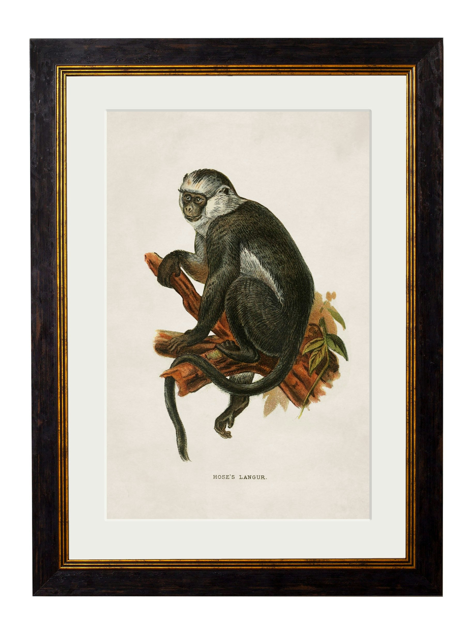 Rackhams Black C.1910 Collection Of Primates - 38 X 50Cm - Hose's Langur