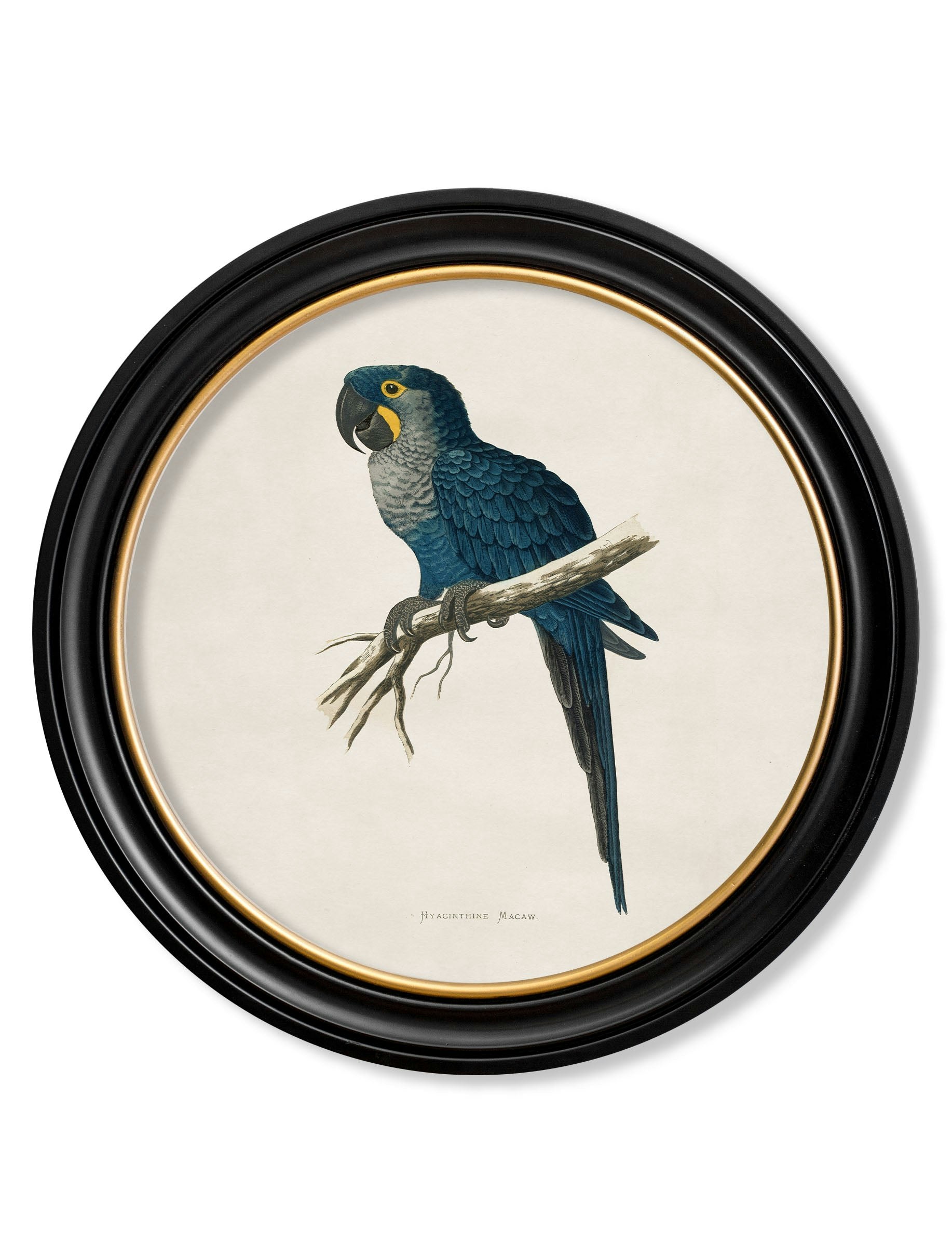 Rackhams Black C.1884 Collection Of Macaws In Round Frames - 70 X 70Cm - Hyacinthe Macaw