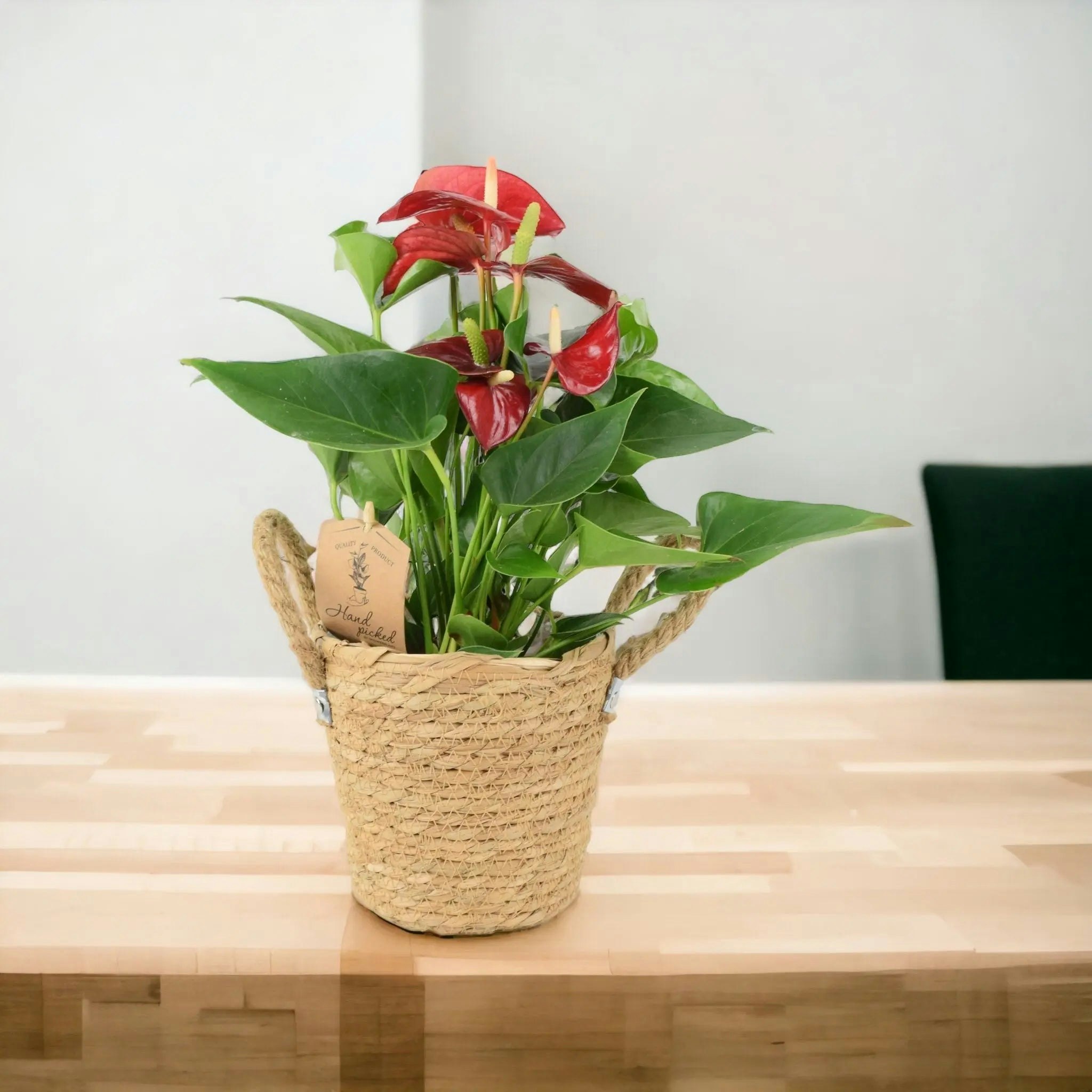 Plants By Post Red Anthurium Flamingo Flower - Tropical Houseplant In 12Cm Pot - Basket Seagrass With Handles