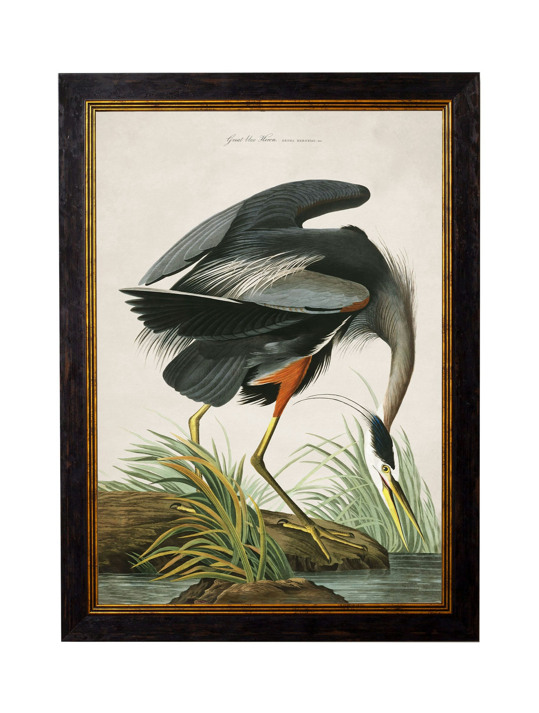 Rackhams Blue/Black C.1838 Audubon's Great Heron - 70 X 95Cm - No Mount