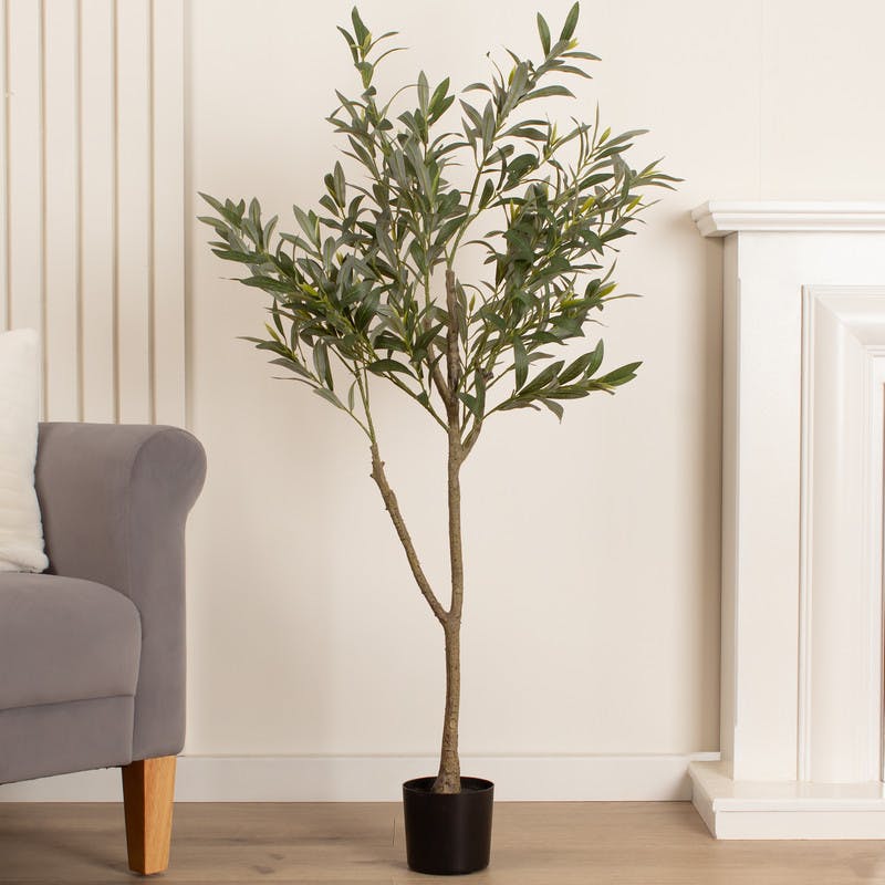 Scottish Everlastings Green 120Cm Olive Tree