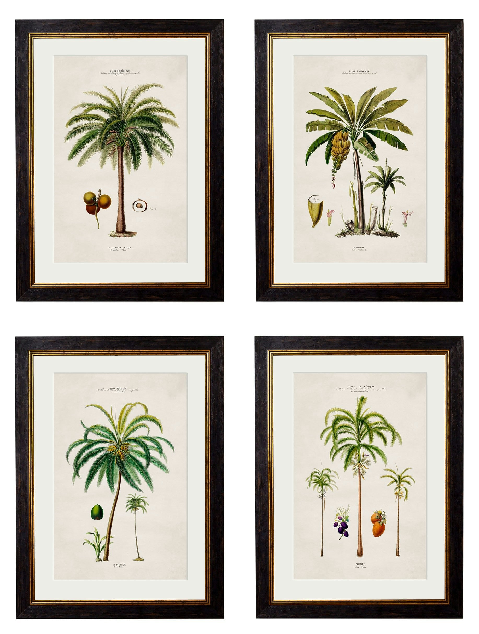 Rackhams Black C.1843 Studies Of South American Palm Trees - 38 X 50Cm - Collection Of 4