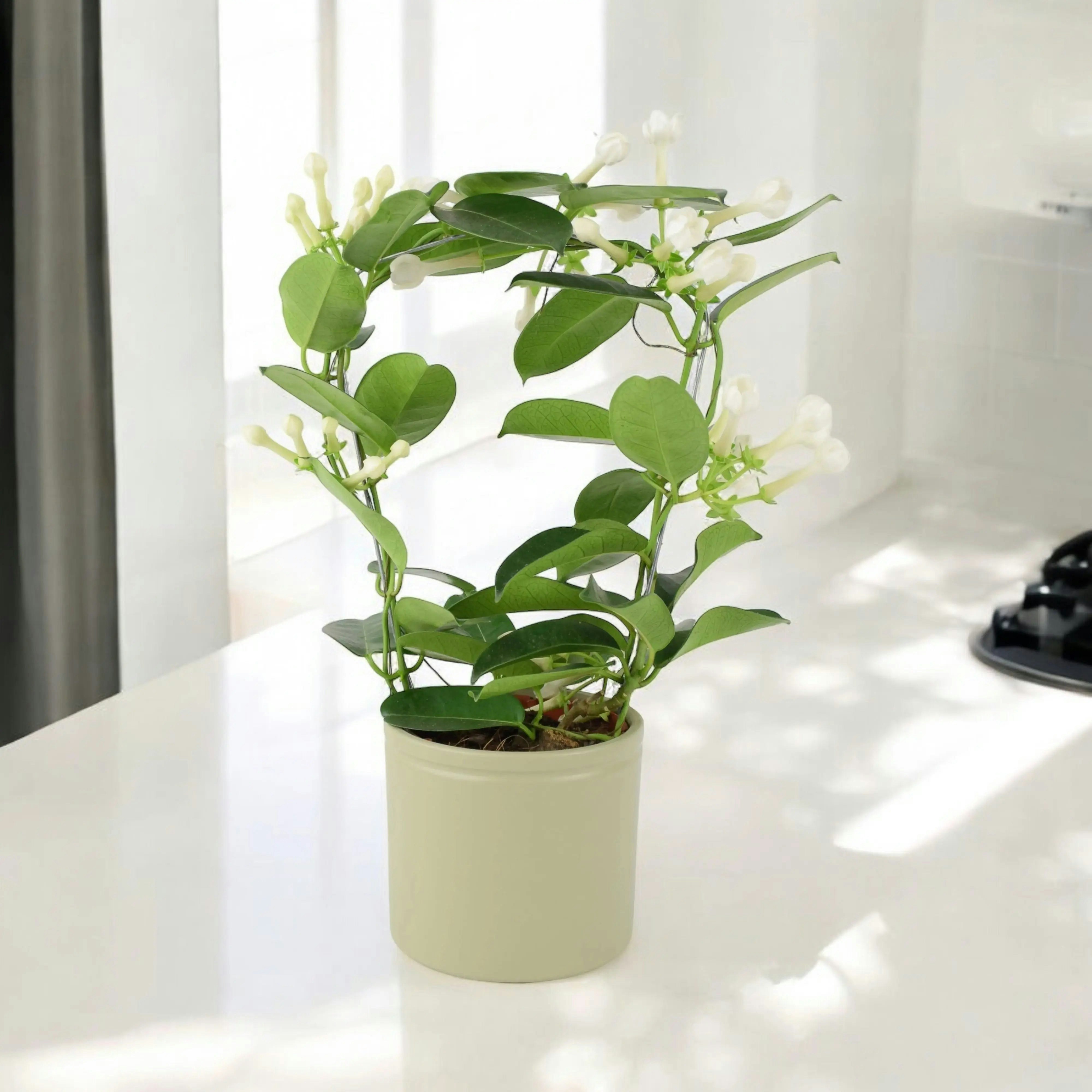 Plants By Post Green Stephanotis Jasmine Hoop - Fragrant Indoor Flowering Plant - Ceramic French