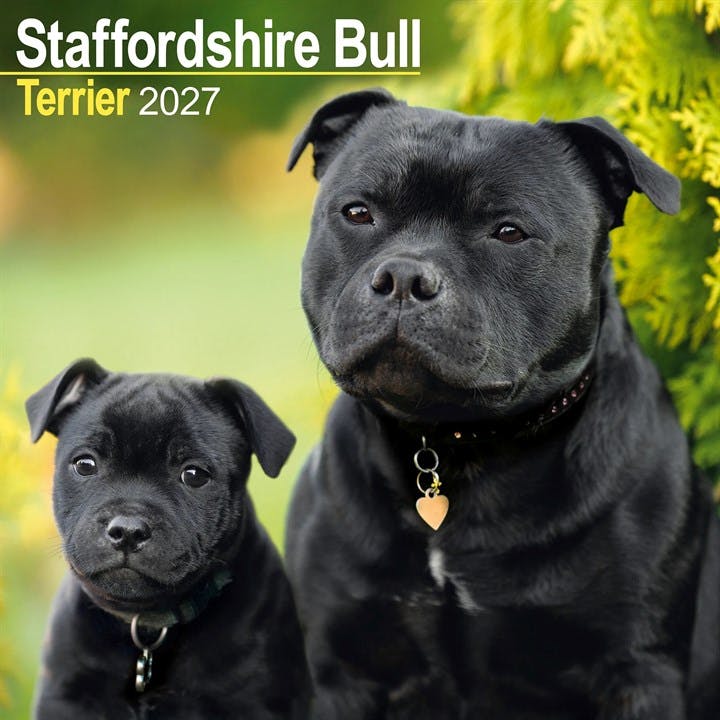 Staffordshire Bull Terrier Wall by AVONSIDE PUBLISHING (Calendar) - Image 7
