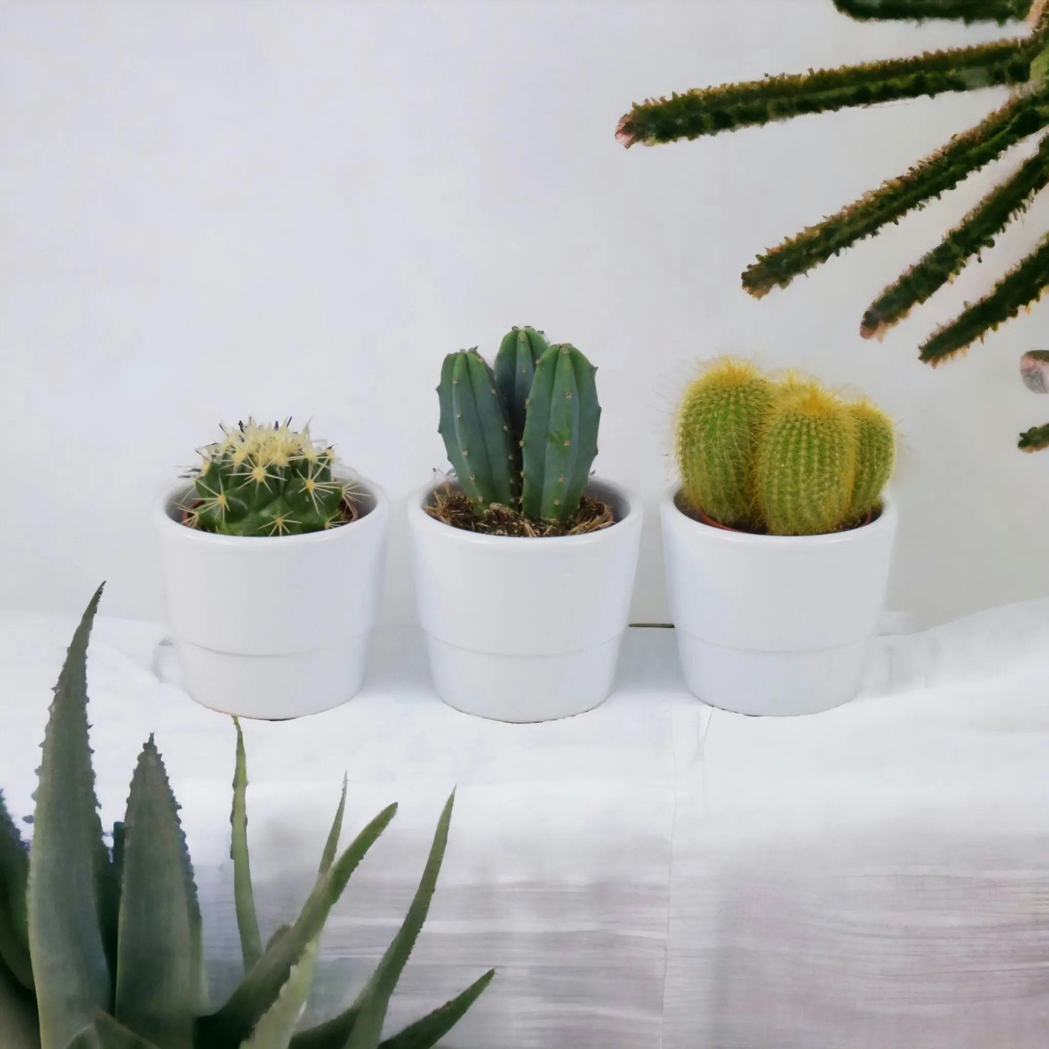 Plants By Post White Cactus Mixed 5.5Cm X 3 Pots - Easy Care Cacti Collection For Indoor Spaces - Ceramic