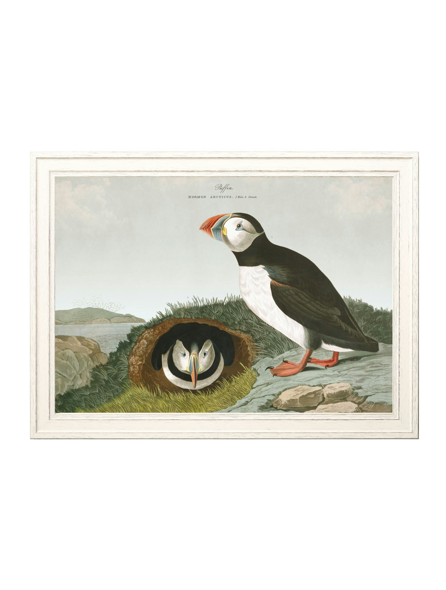 Exceptional Art Black C.1838 Audubon's Puffins - 95 X 135Cm - Puffin