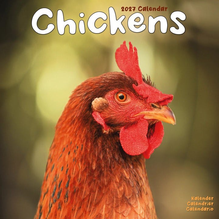 Rackhams Chickens Calendar 2027, Wall Calendars, Month To View, Animals, Gift