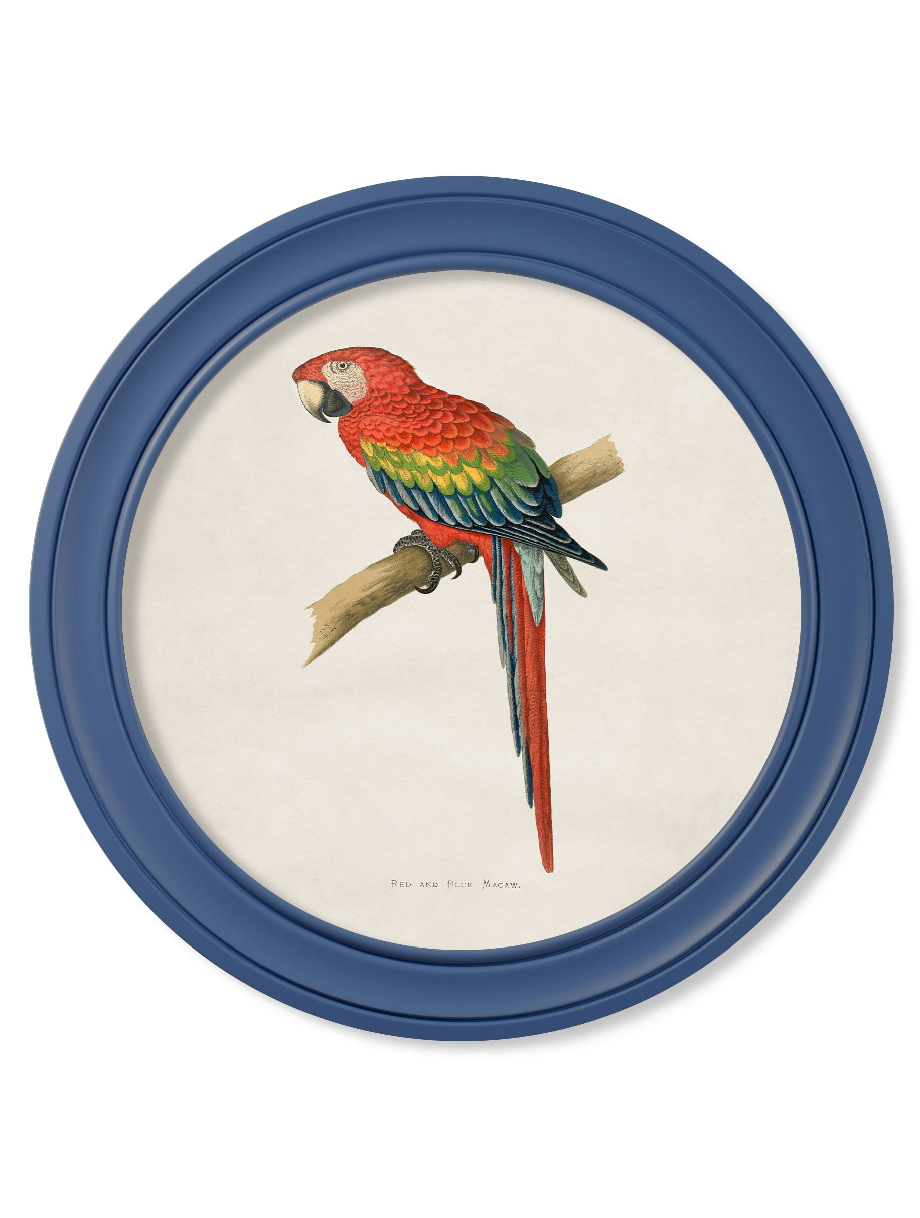 Rackhams Blue/Red C.1884 Collection Of Macaws In Round Frames - 70 X 70Cm - And Macaw