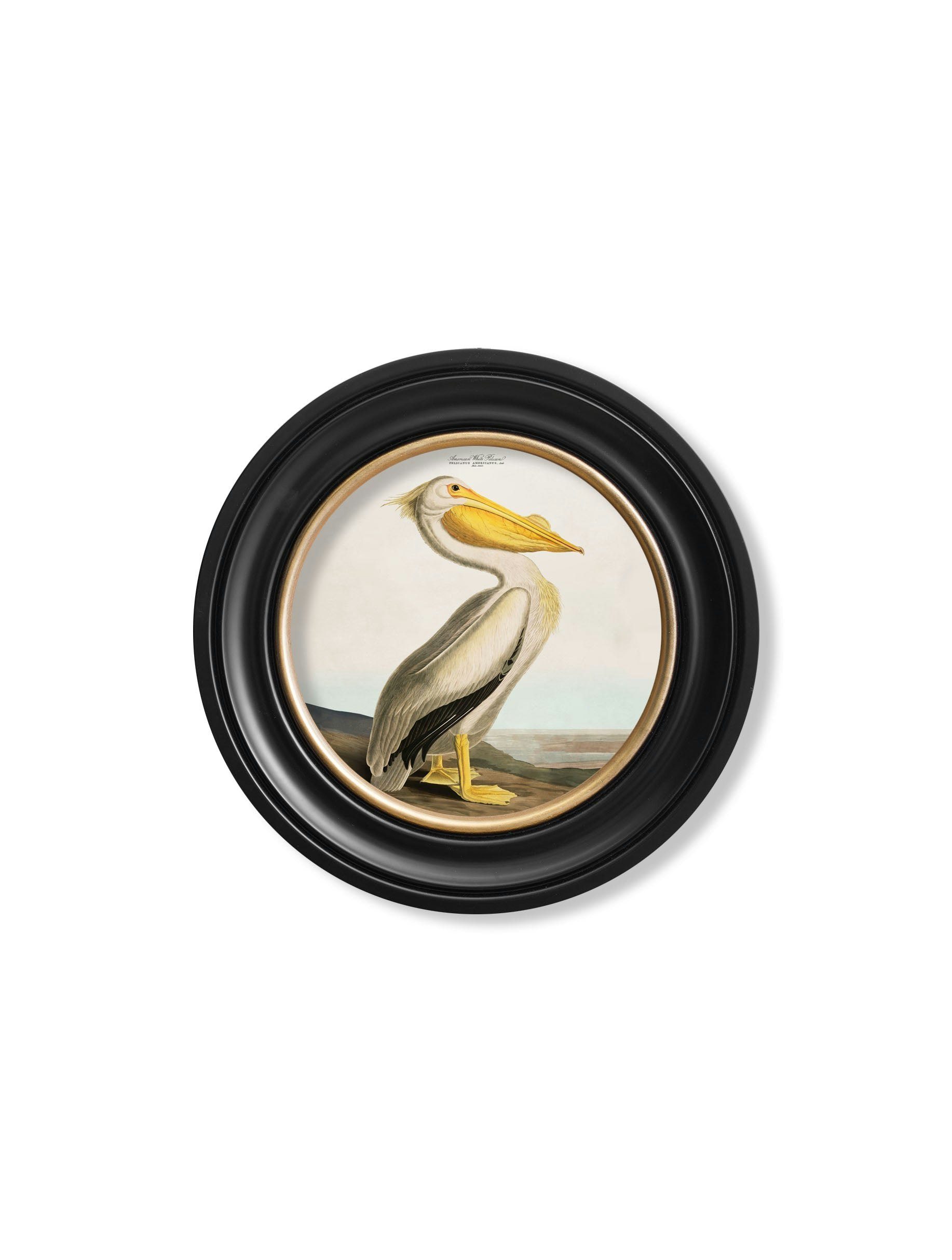 Rackhams Light C.1838 Audubon's Pelican - Round Frame - 44 X 44Cm - Oxford Round