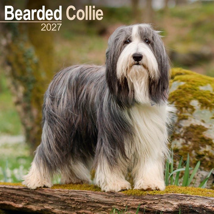 Bearded Collie Calendar 2027, Wall Calendars, Month To View, Dogs, Gift