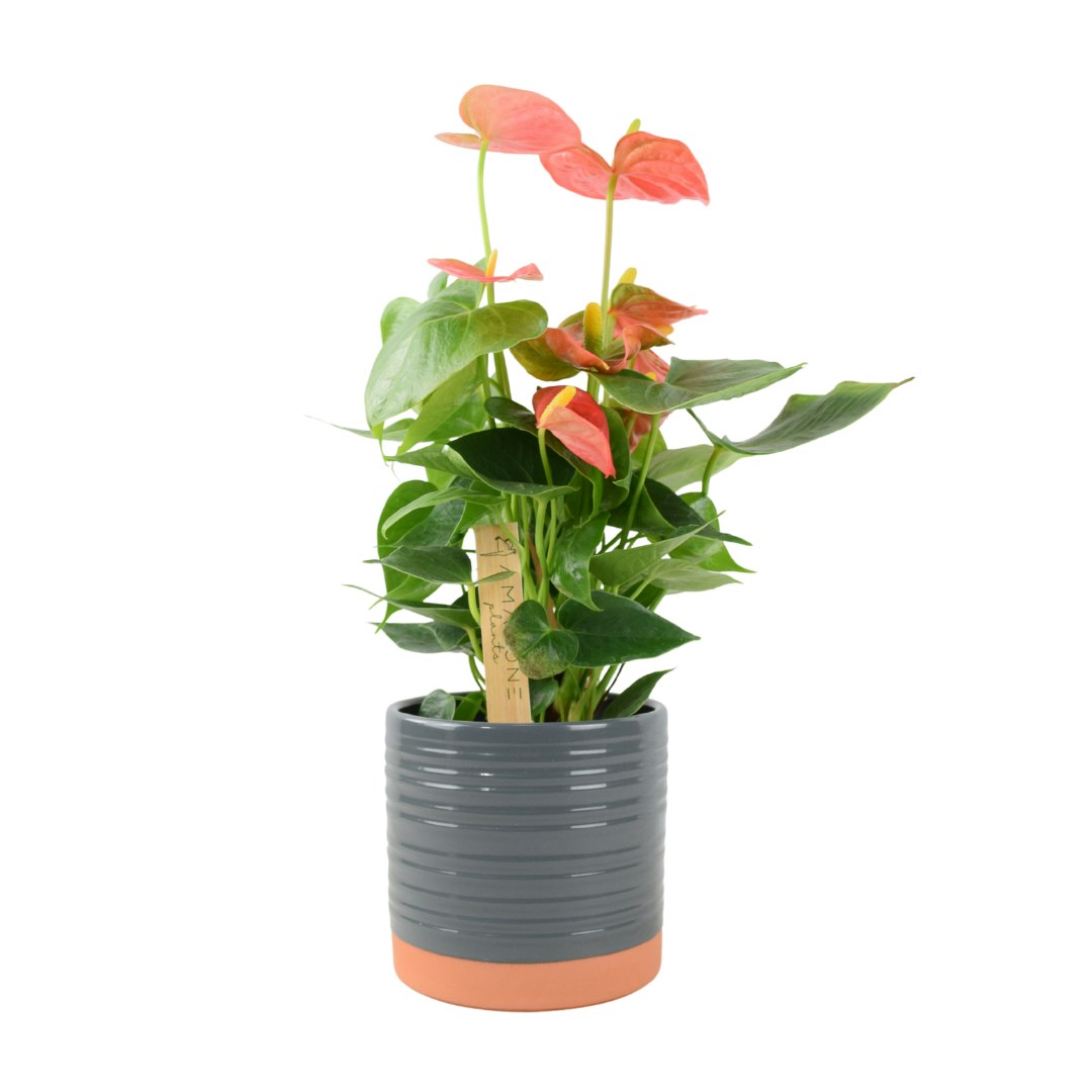 Plants By Post Pink/Grey Anthurium Flamingo Flower – Exotic Indoor Plant In 12Cm Pot - Ceramic Eve