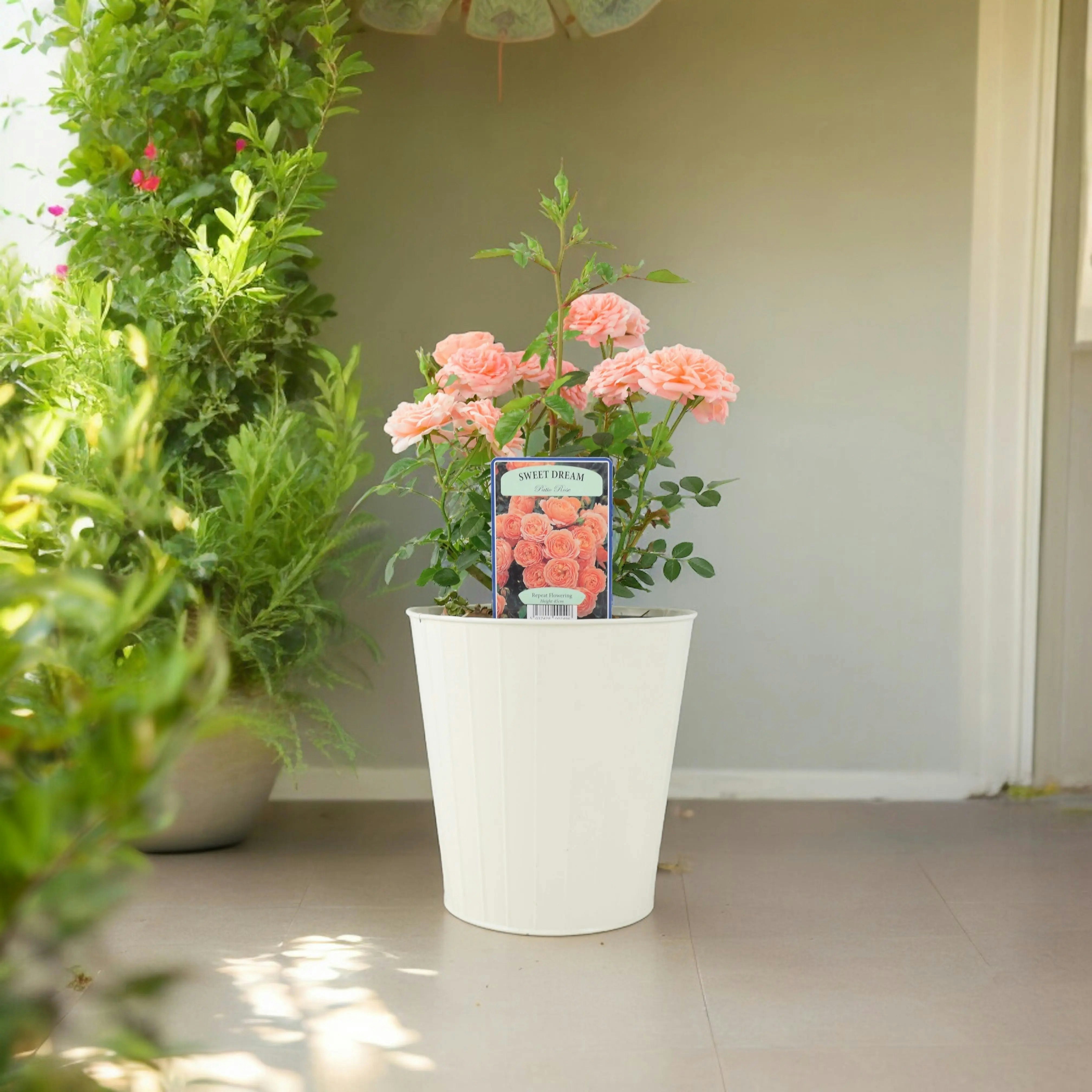 Plants By Post Cream Rose Sweet Dream 4L Pot Peachy Apricot Patio Rose - Metal Vertical Line