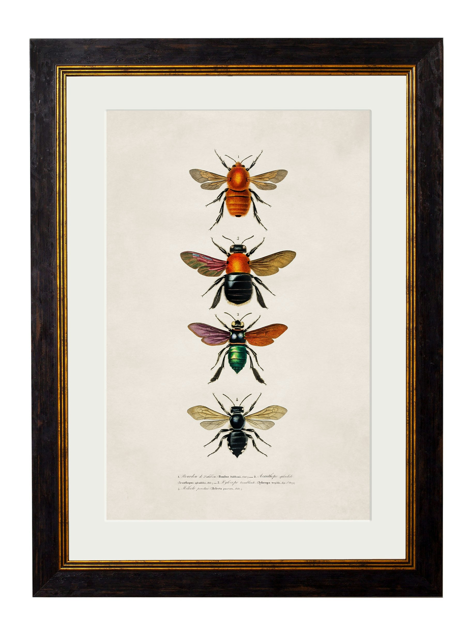 Exceptional Art Black C.1892 Bees And Wasps - 38 X 50Cm - Bees