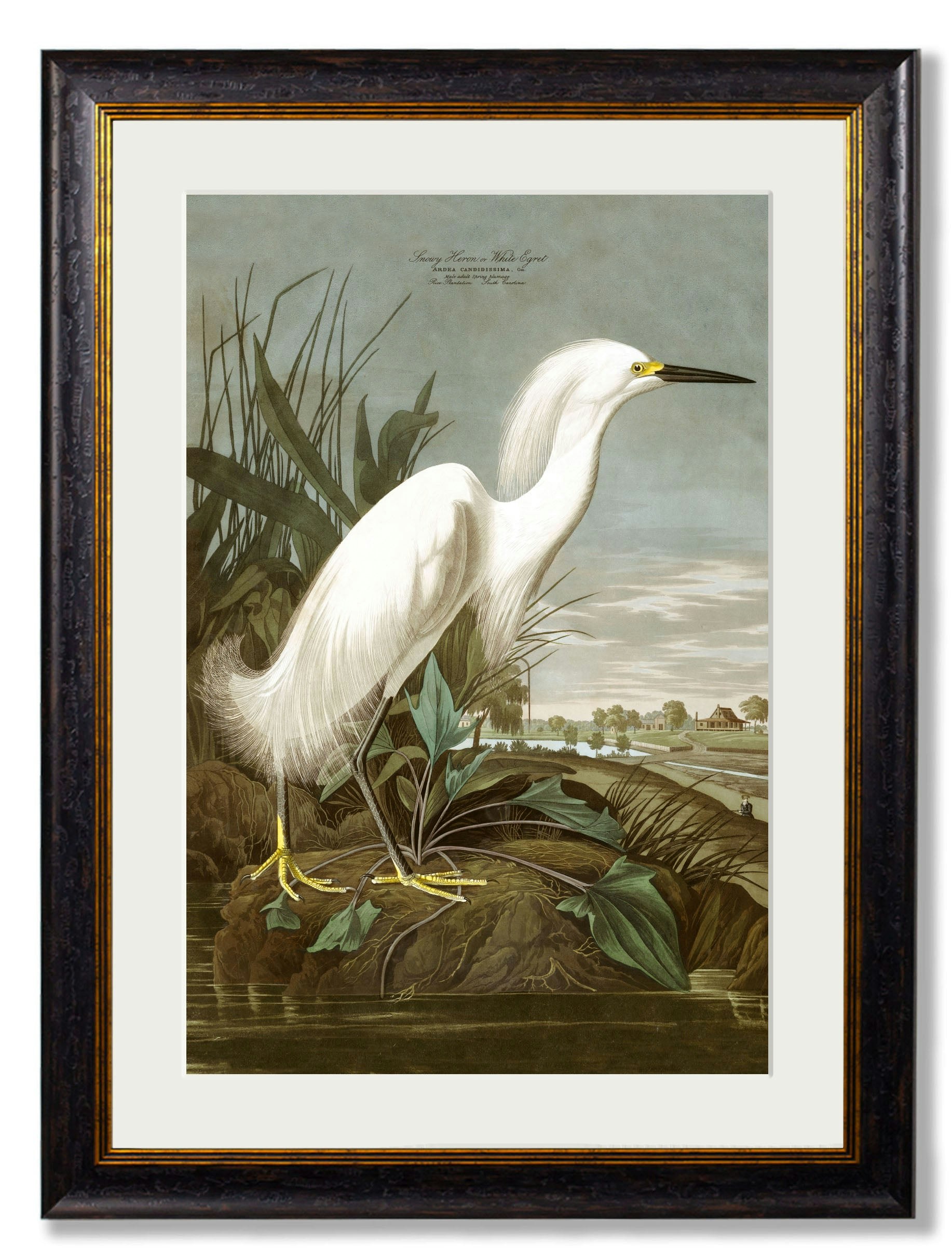 Rackhams C.1838 Audubon's Herons - 95 X 135Cm - Mount - Snowy Heron