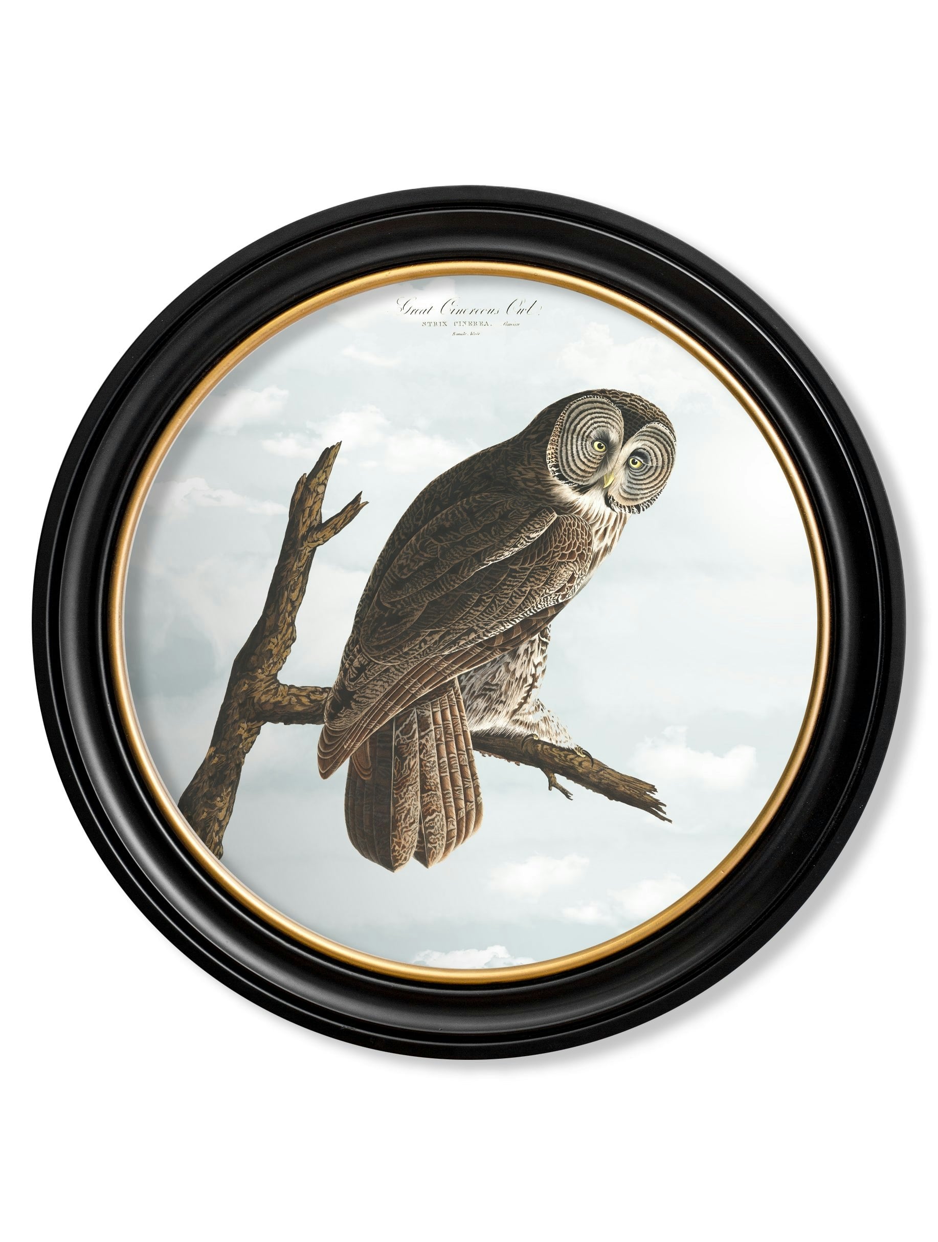 Rackhams Black C.1838 Audubon's Owls - Round Frame - 120 X 120Cm - Cinereous Owl