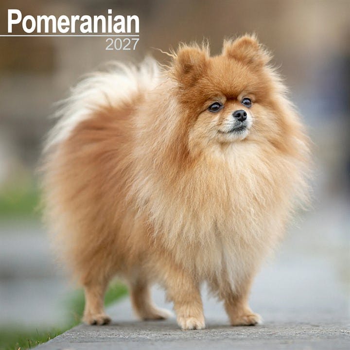 Pomeranian Avonside Publishing - Image 7
