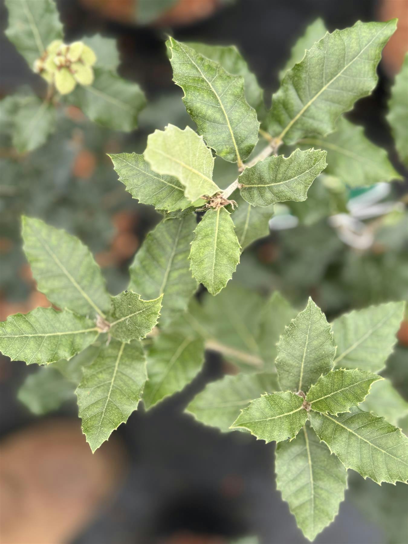 Direct Plants Dark/Green/Yellow Quercus Ilex Oak Tree Large 30-40Cm Supplied In A 3 Litre Pot - Pot - 1 - Oak