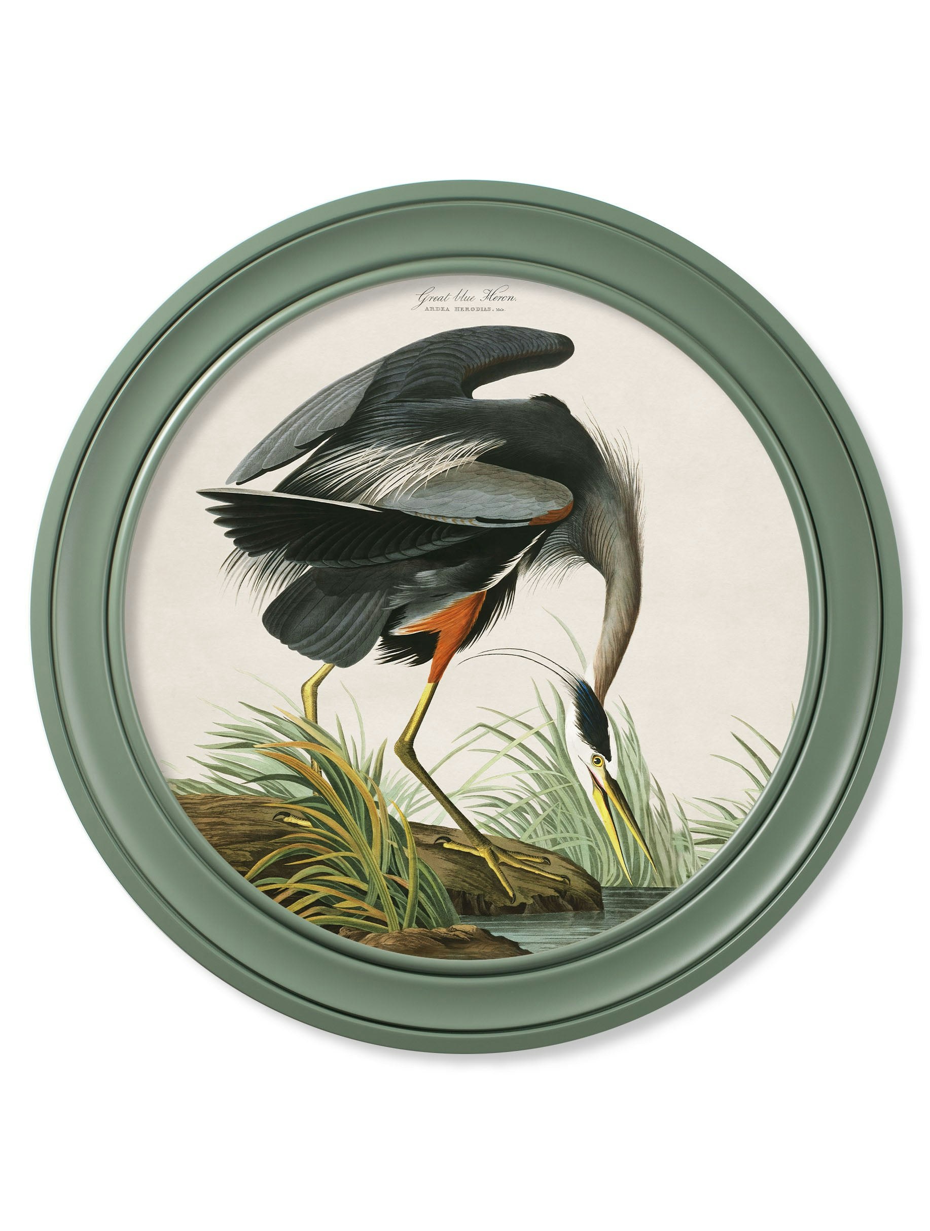 Rackhams Blue/Green C.1838 Audubon's Great Heron In Frame - 120 X 120Cm - Oxford Round