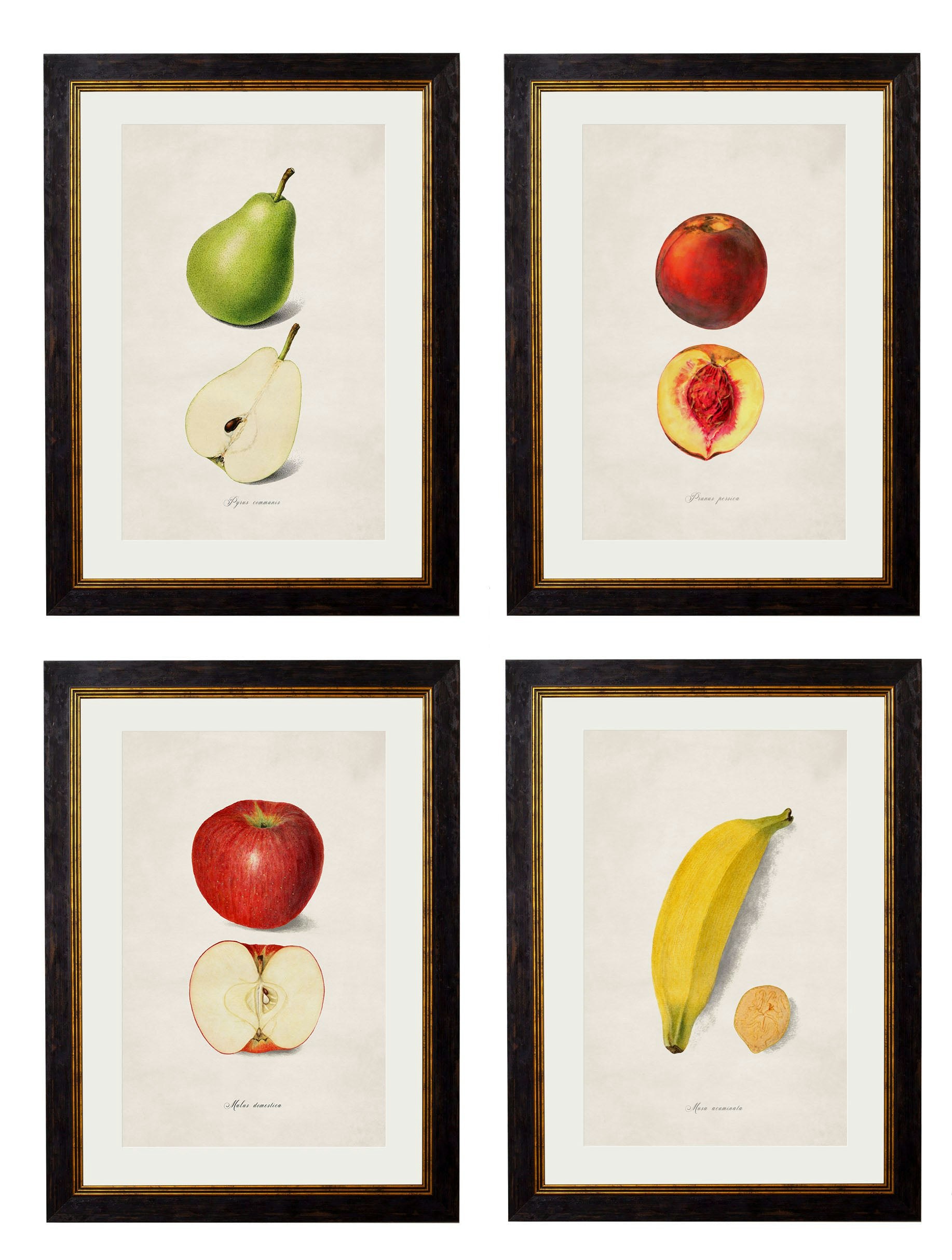 Rackhams Black C.1886 Studies Of Fruit - 38 X 50Cm - Collection Of 4