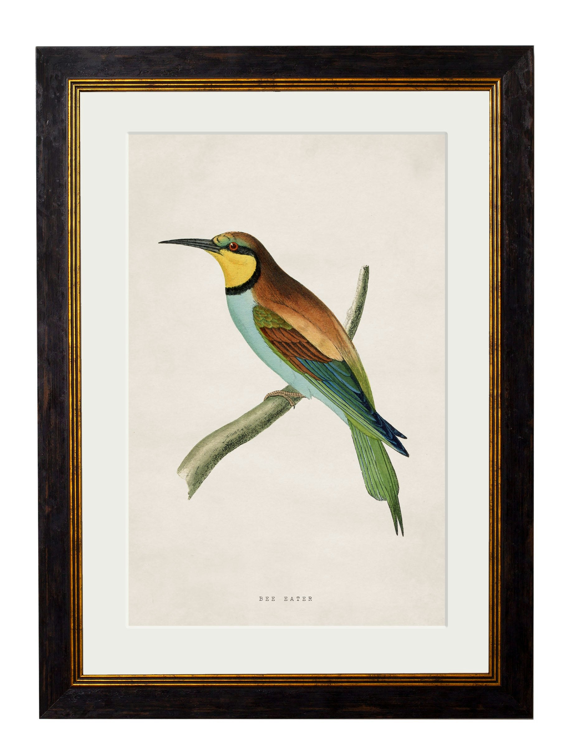 Exceptional Art Black C.1870 Kingfisher & Bee Eater - 38 X 50Cm - Bee Eater