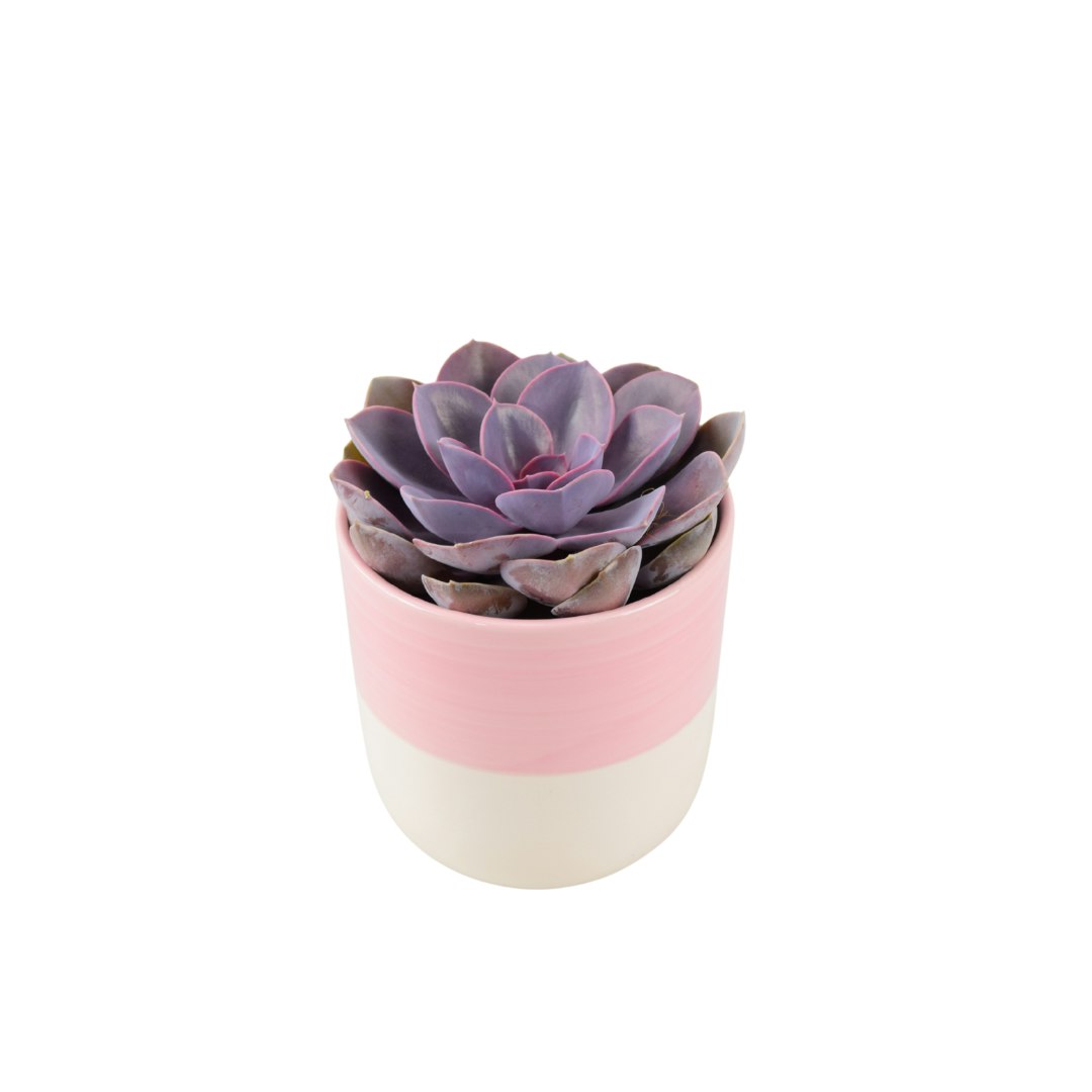 Plants By Post Purple/Pink Echeveria Pearl In 12Cm Pot - Stunning Succulent For Indoor & Outdoor - Ceramic & White
