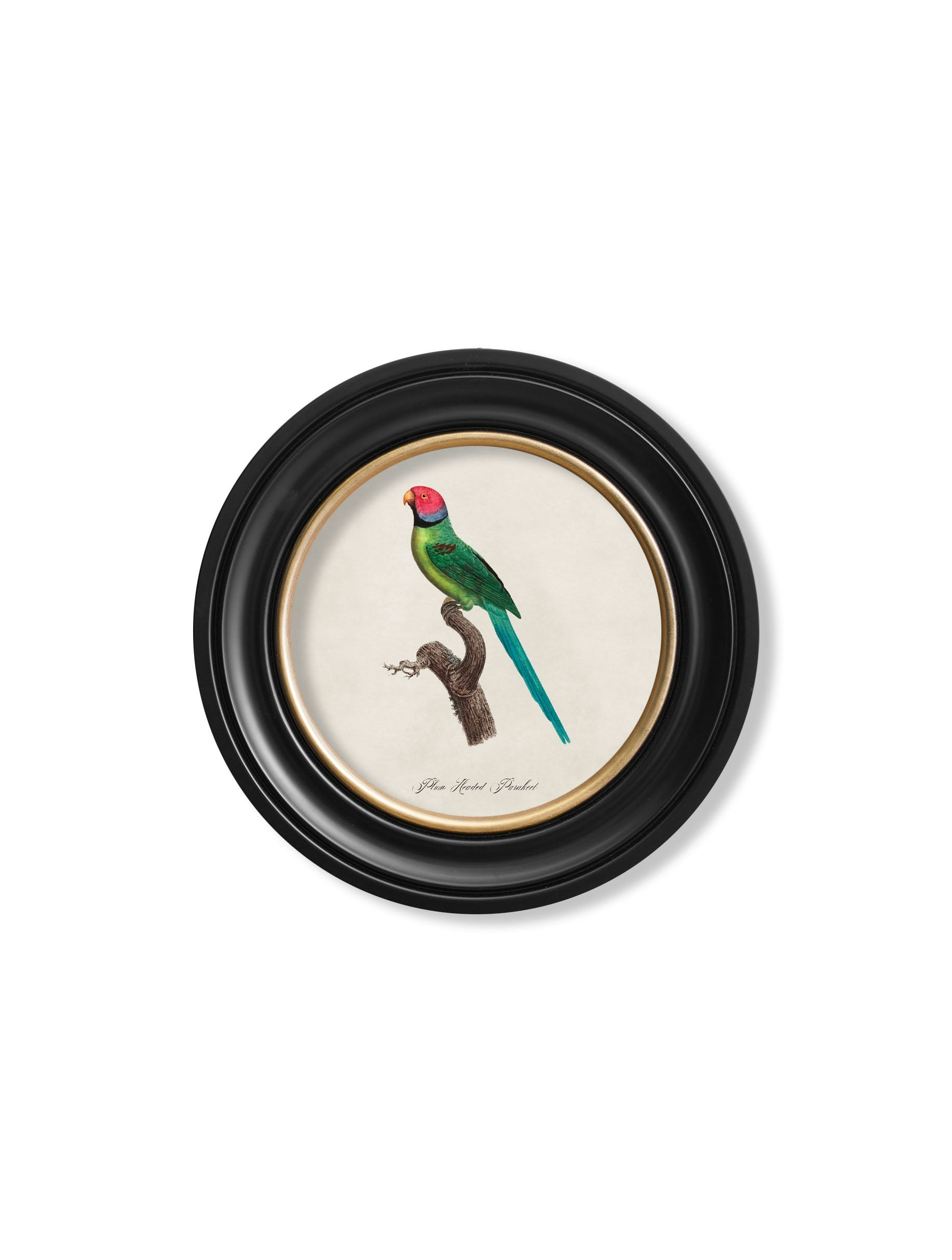 Rackhams Black C.1800's Collection Of Parrots In Round Frames 1 - 44 X 44Cm - Plum Headed Parakeet