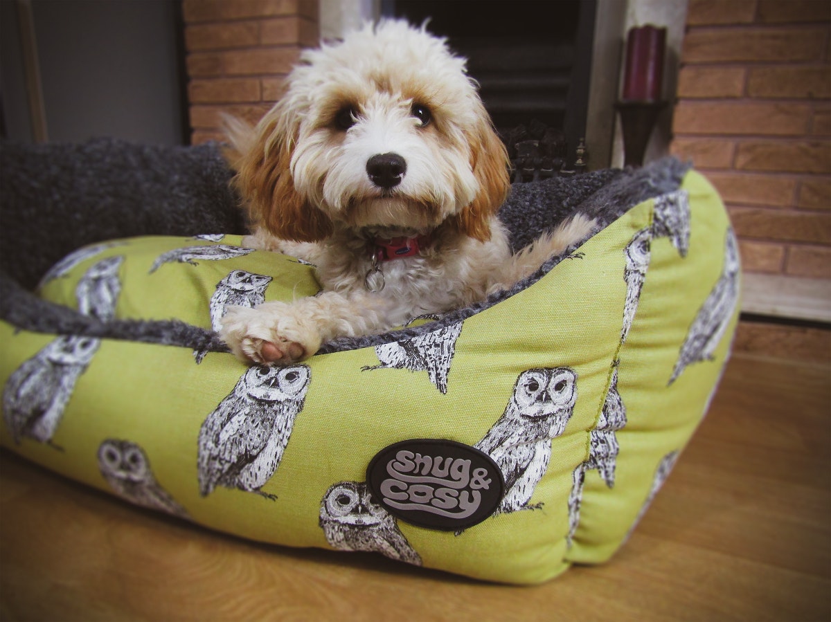 Snug And Cosy Pets Owl Print Bed - 42"