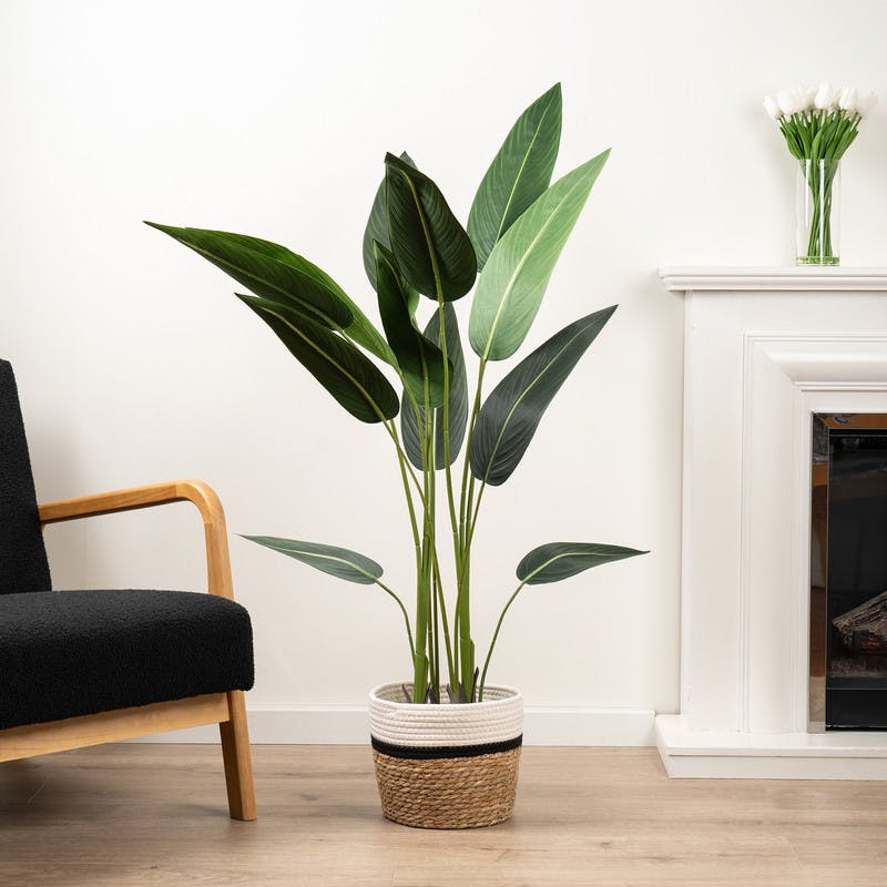 Scottish Everlastings 130Cm Bird Of Paradise Tree