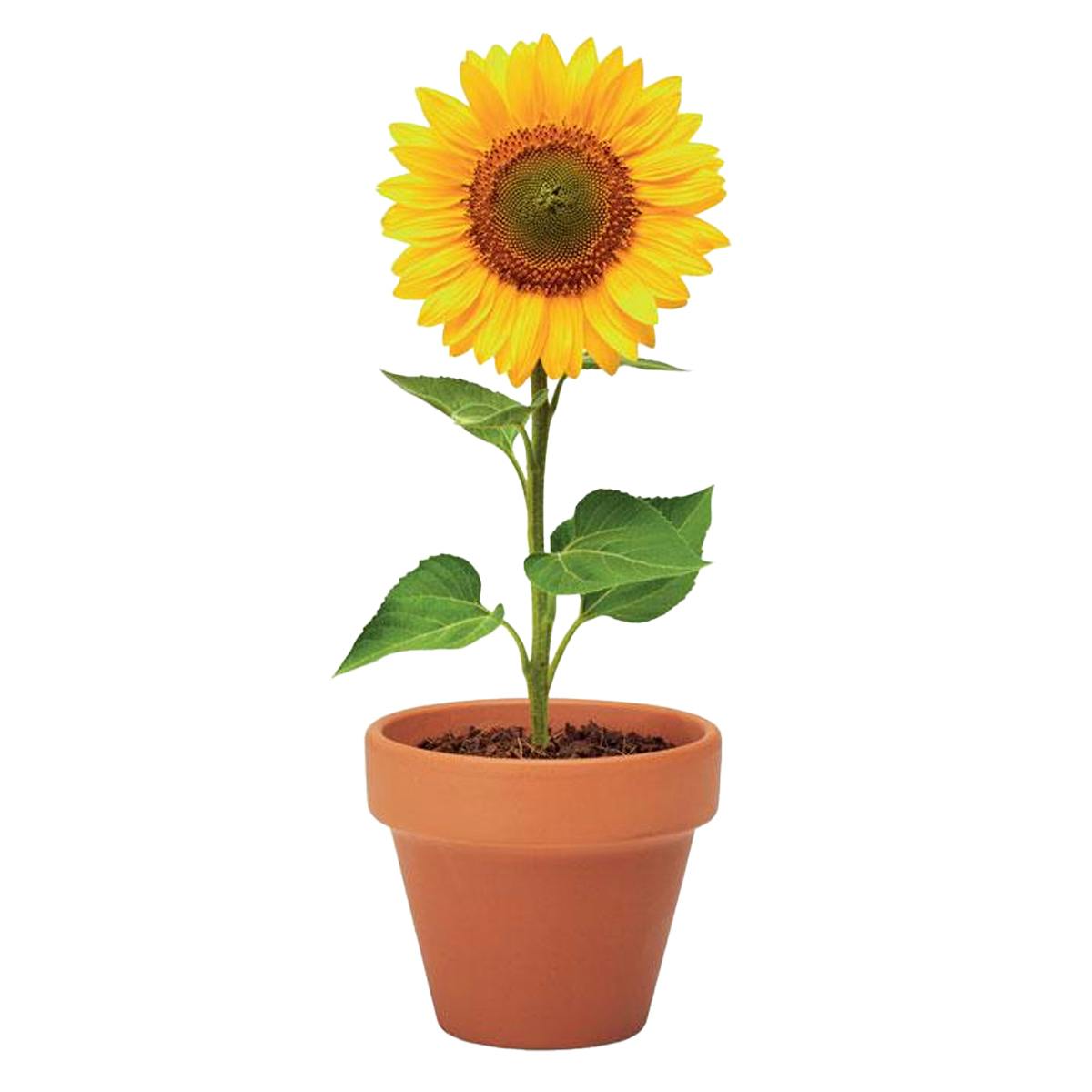 Rackhams Sunflower Terracotta Seed Plant Pot - Wood - 5Cm X 6Cm X 5.5Cm - Wood