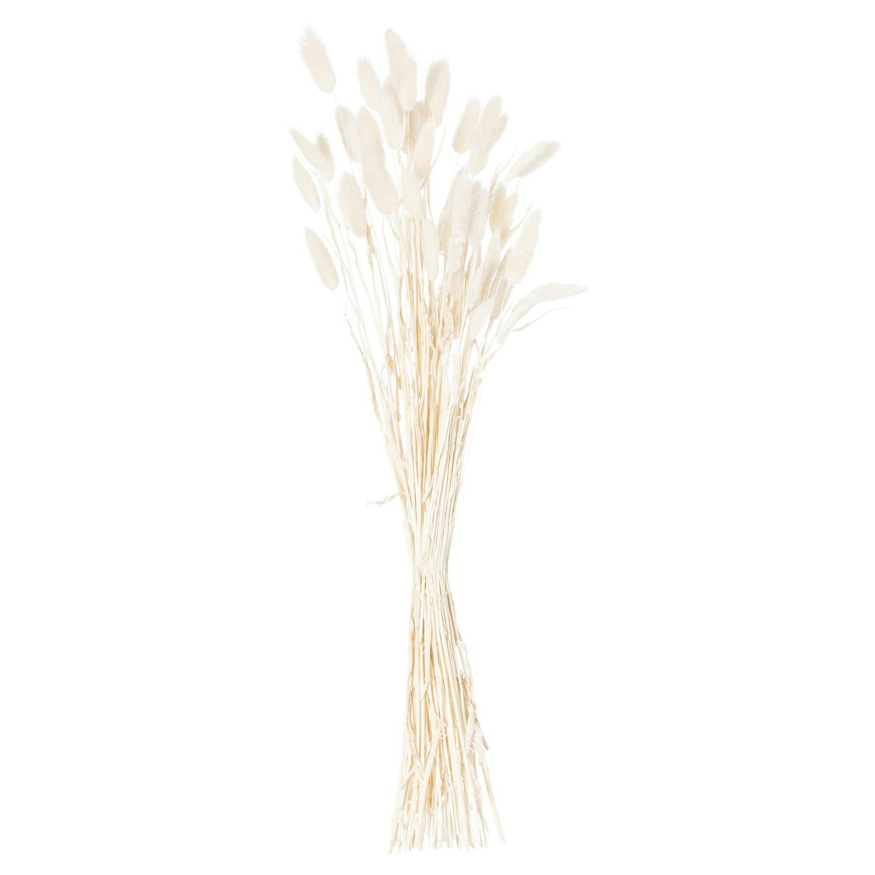 Hill Interiors White Bunny Tail Dried Flower (Pack Of 60)