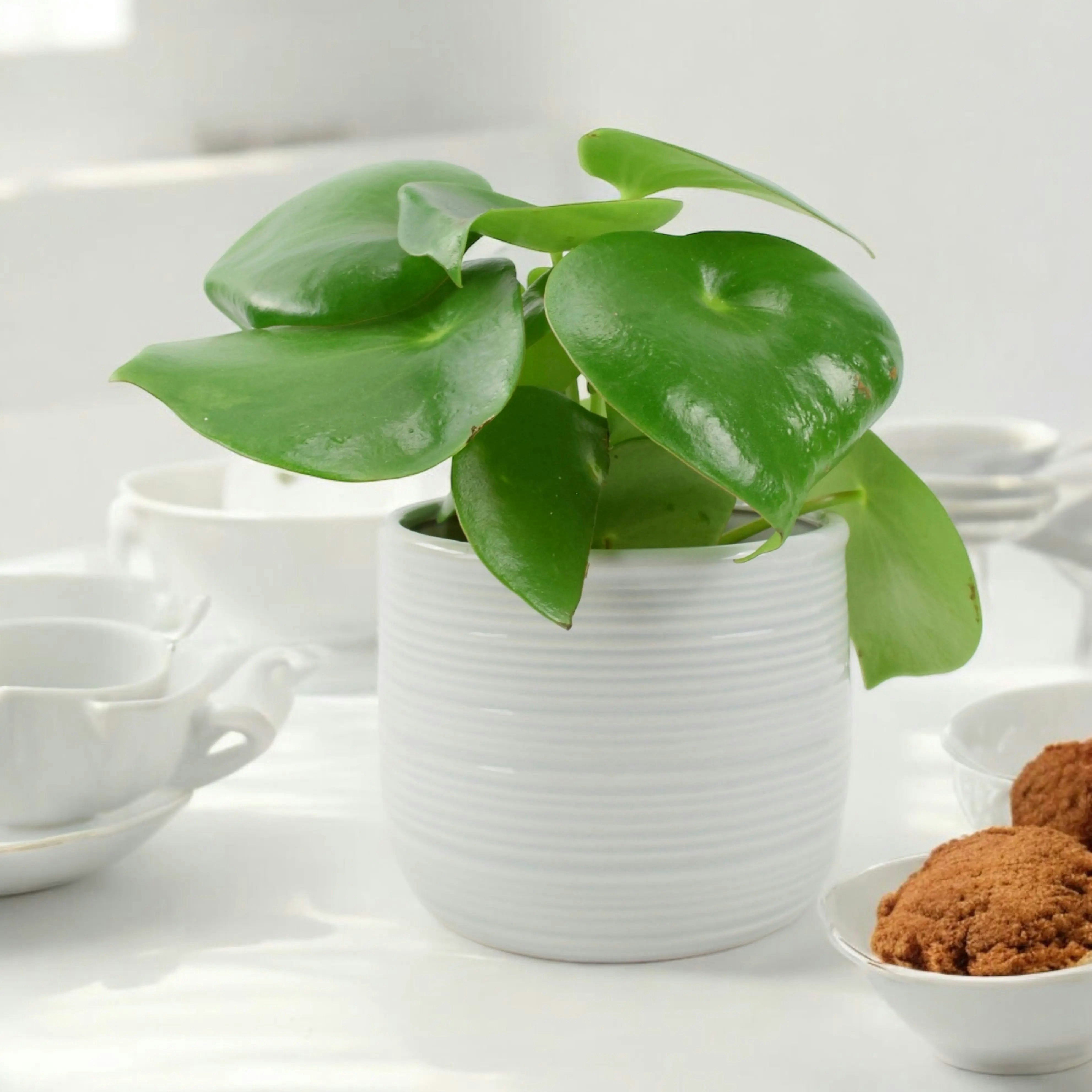 Grey Peperomia Polybotrya Raindrop Plant - Pilea Polybotrya In 12Cm Pot - Ceramic York