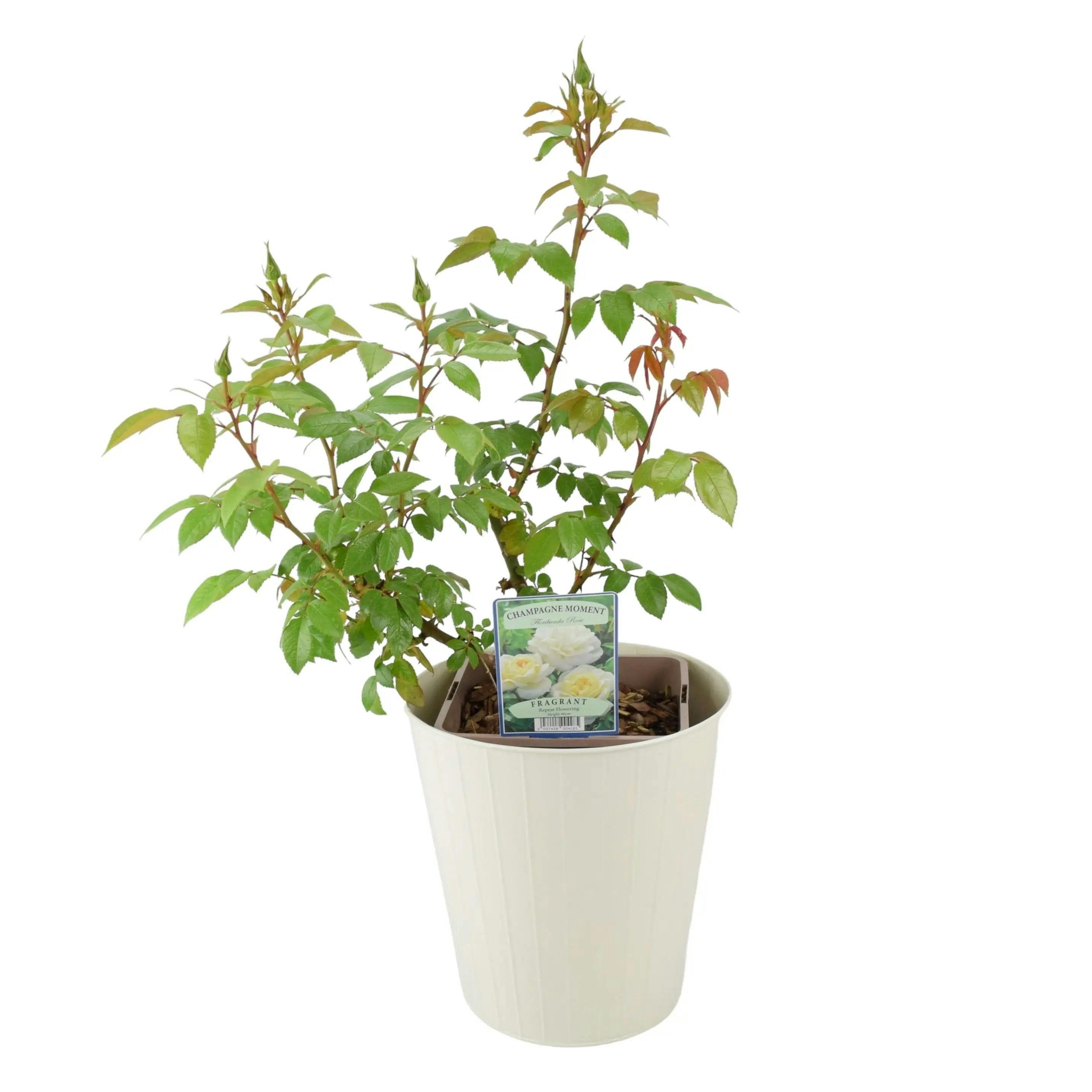 Plants By Post Cream Champagne Moment Rose 5.5L Pot - Fragrant Patio Rose Bush For Small Gardens - Metal Vertical Line