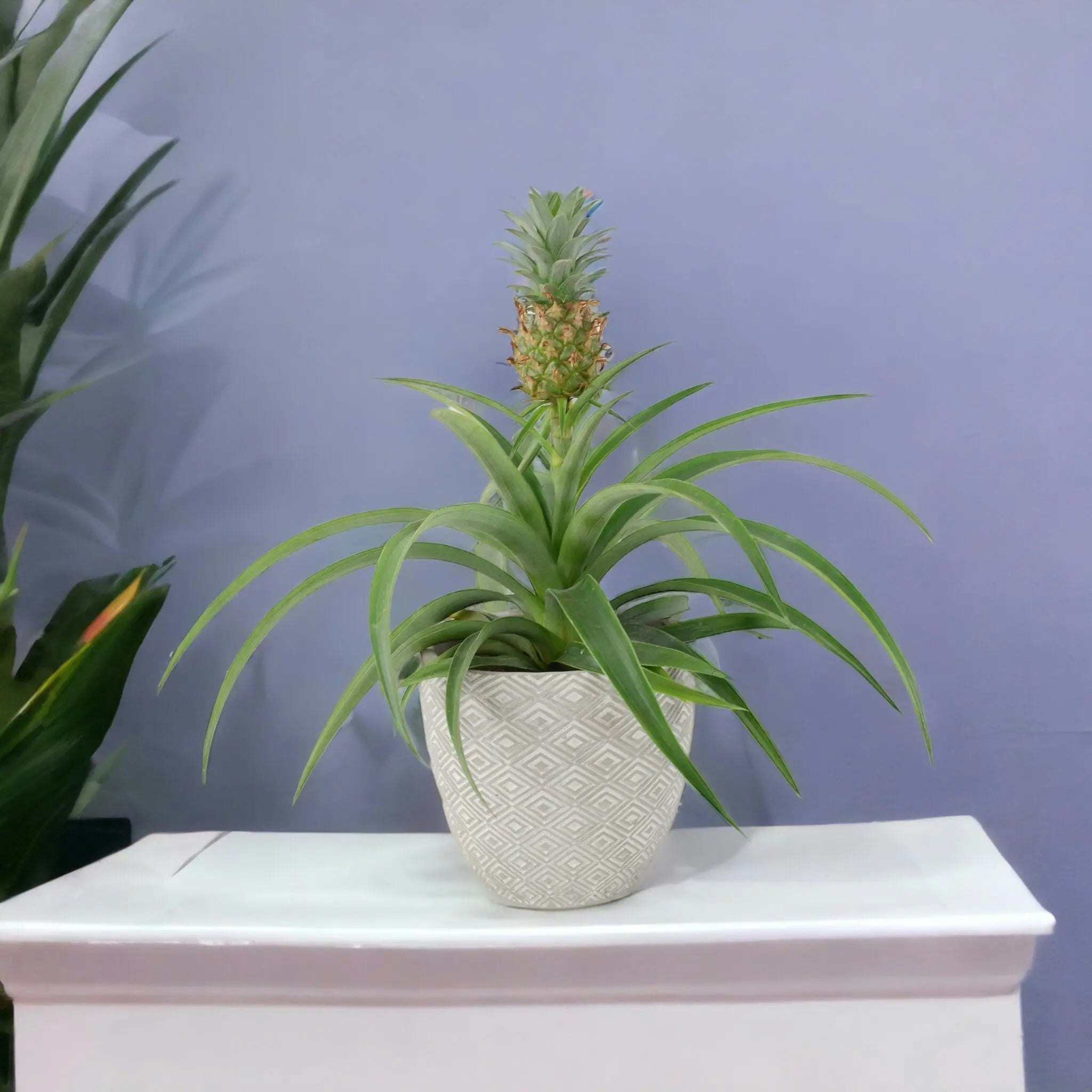 Plants By Post Silver/Grey Pineapple Plant (Ananas) 12Cm Pot – Aromatic Indoor Plant - Concrete Aztec