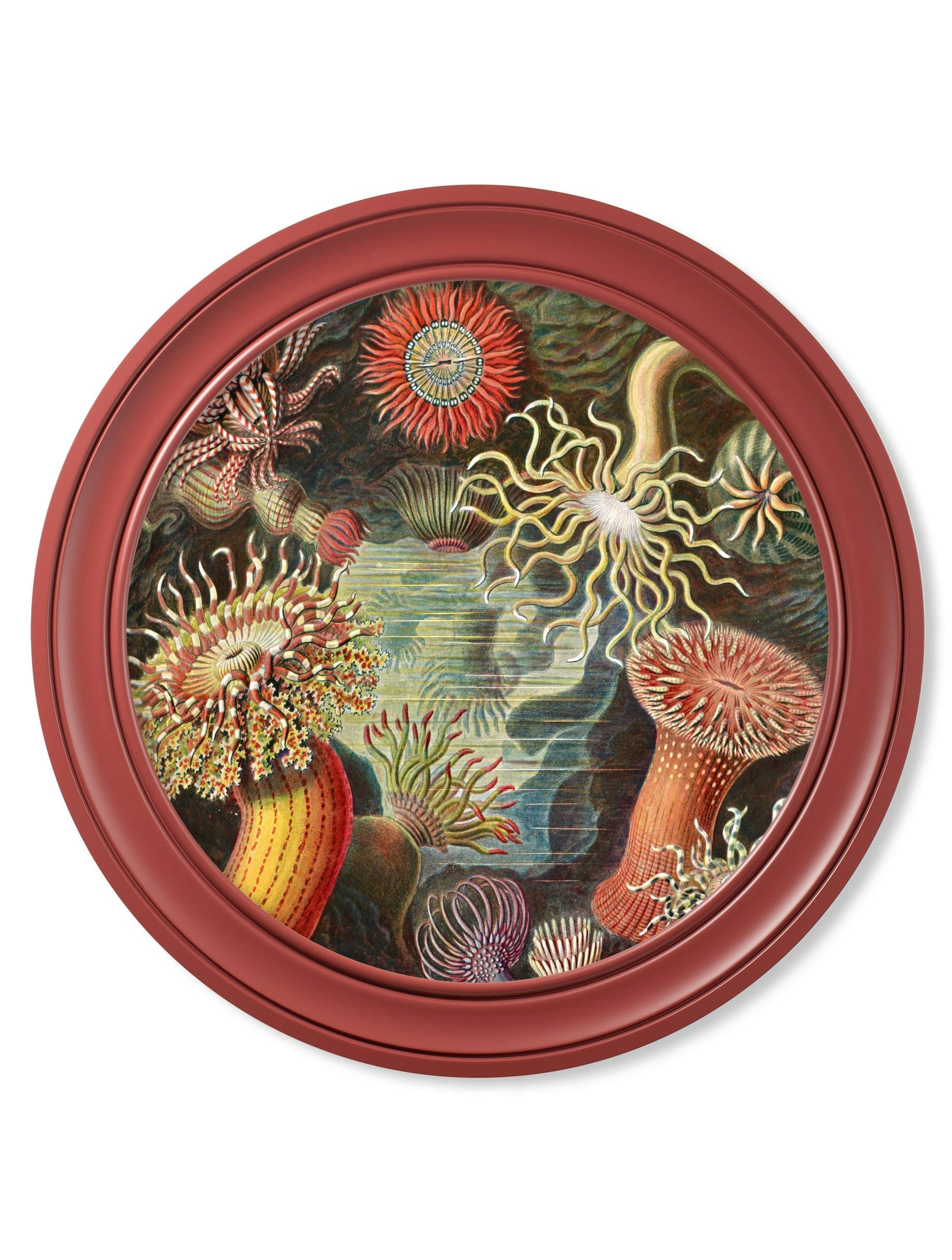 Rackhams Red C.1904 Haeckel Flora And Fauna - Round Frames - 70 X 70Cm - Sea Anemone